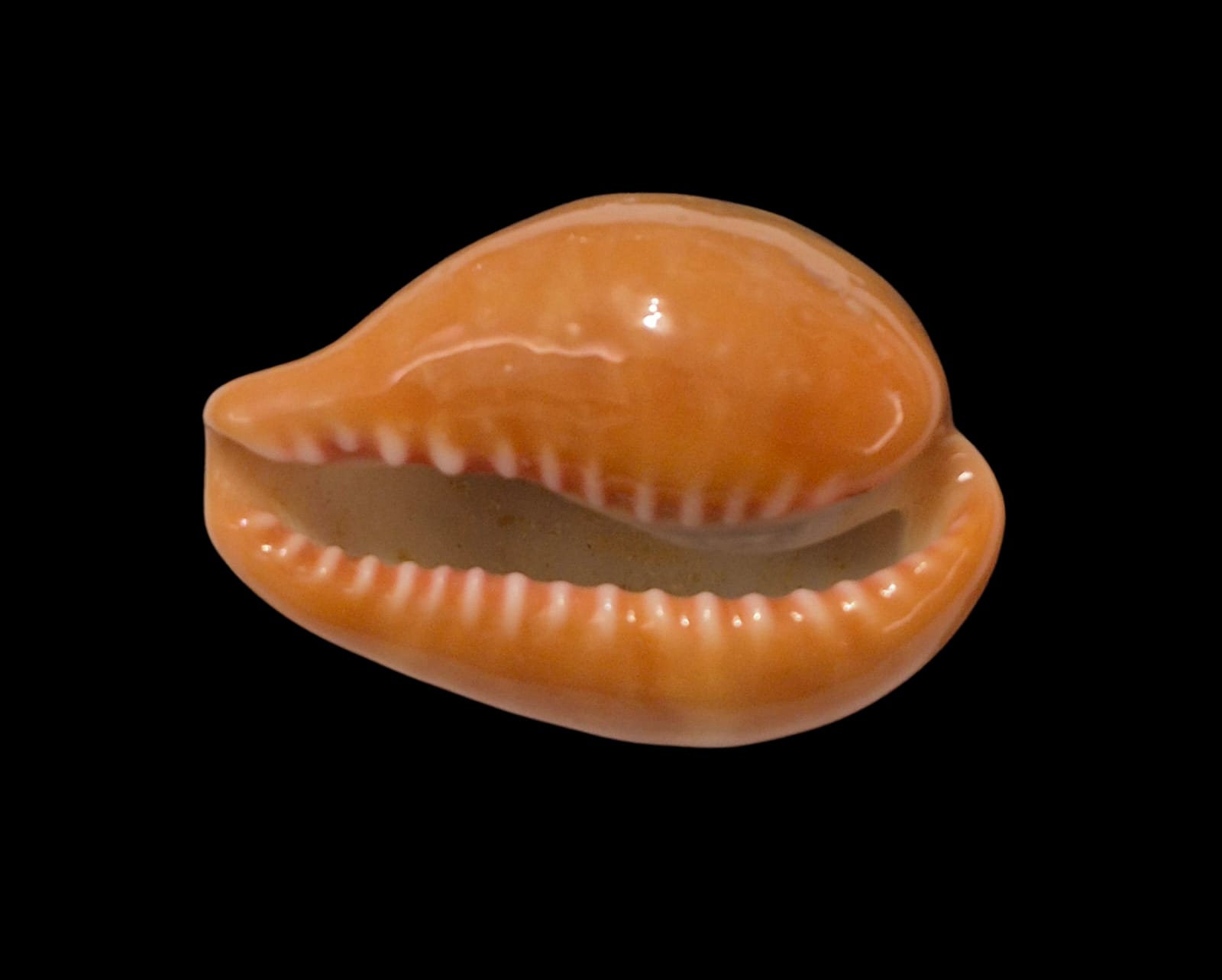BC312 Zonaria pyrum - UNCOMMON SHAPE - Image 3