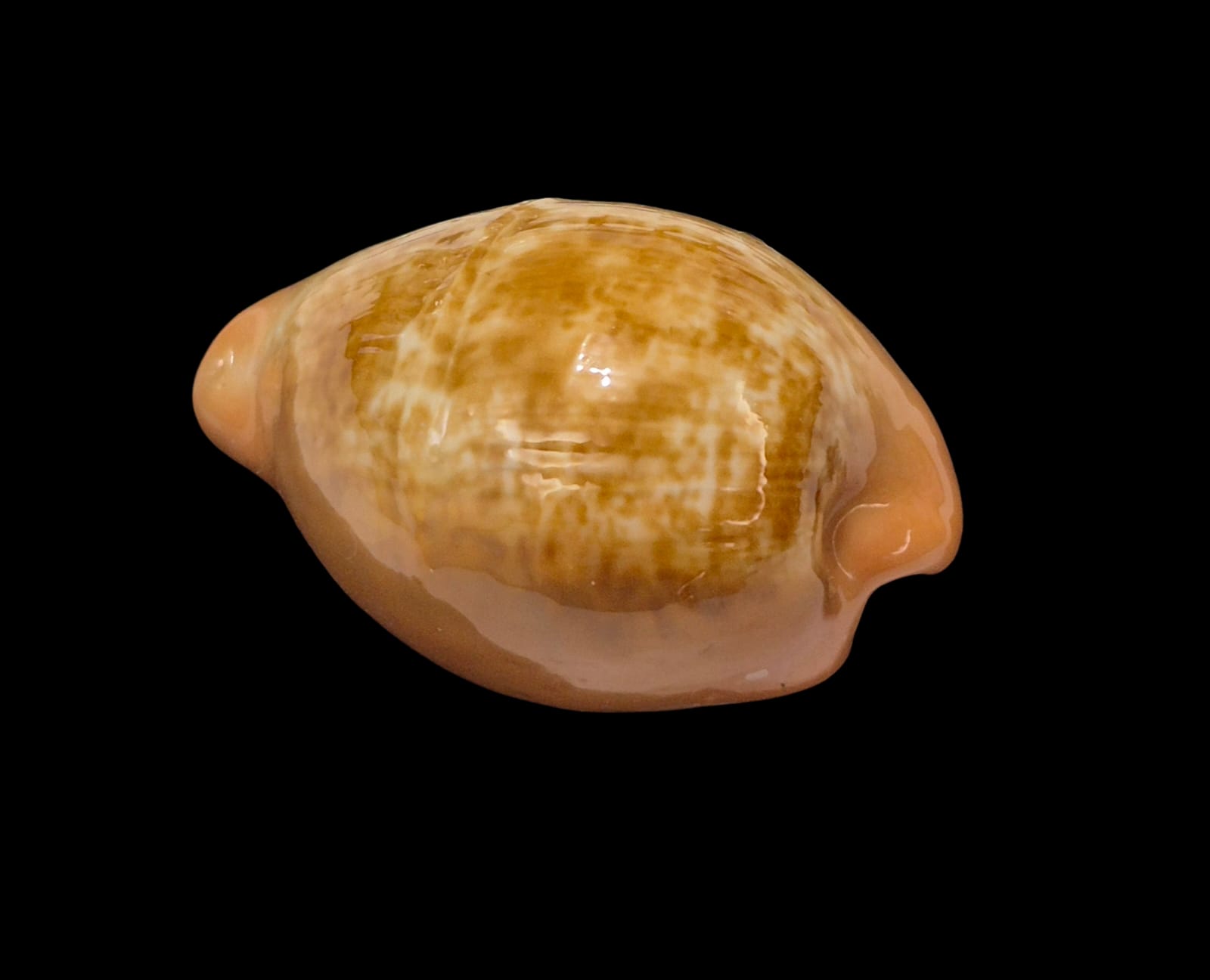 BC312 Zonaria pyrum - UNCOMMON SHAPE - Image 4