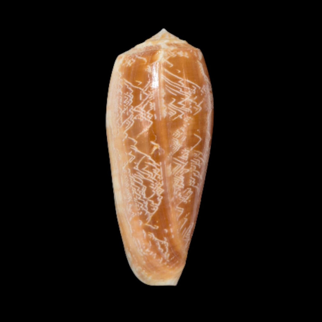 BC313 Conus vicweei - BIG SIZE