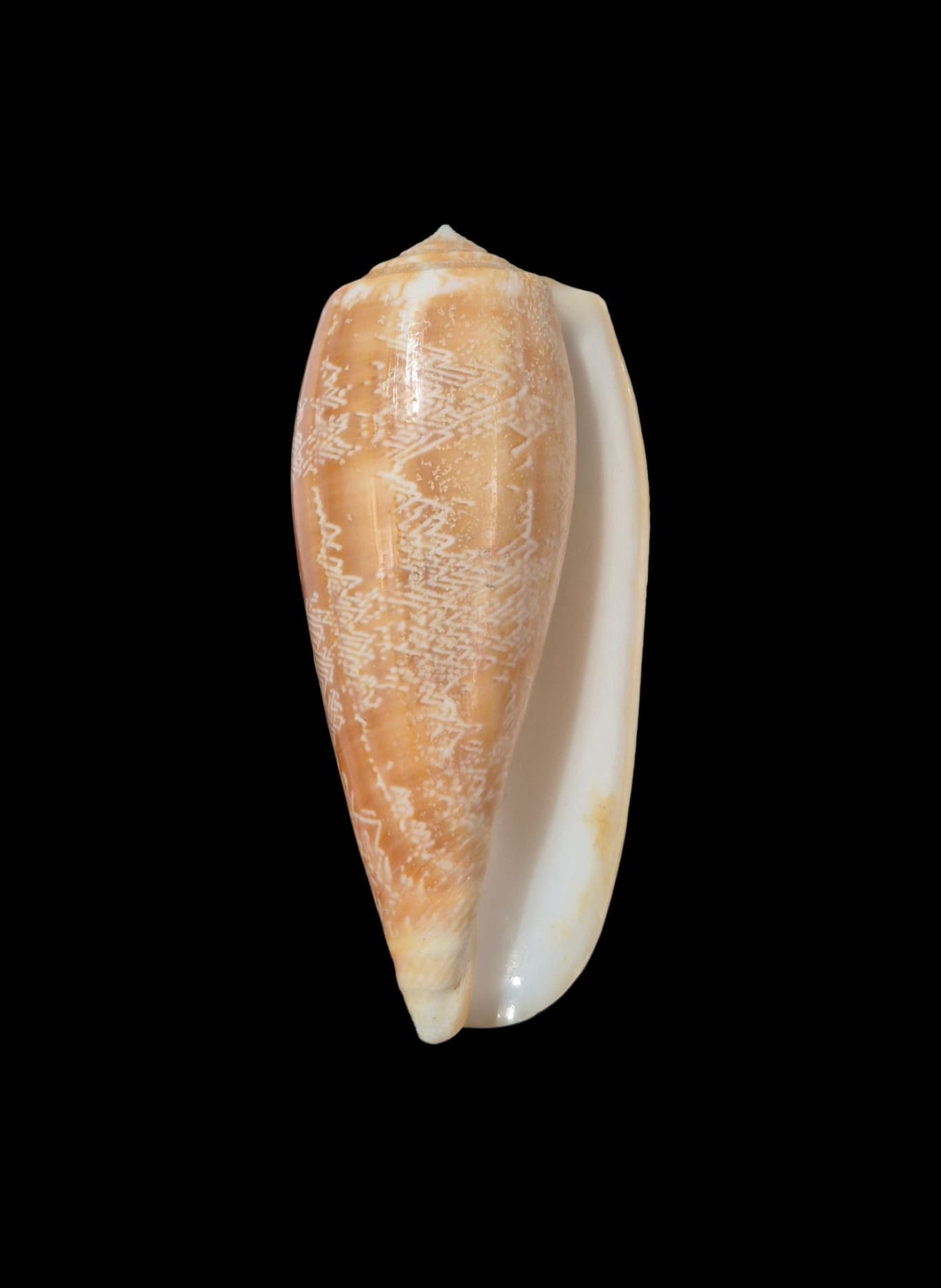 BC313 Conus vicweei - BIG SIZE - Image 2