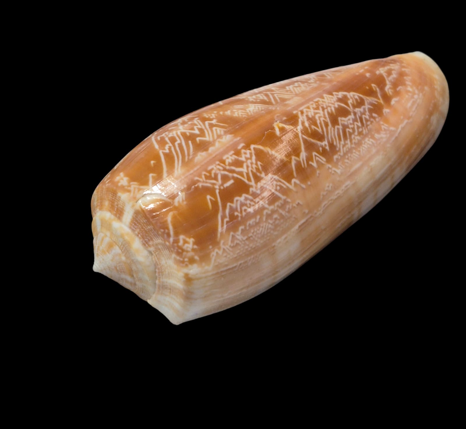 BC313 Conus vicweei - BIG SIZE - Image 3