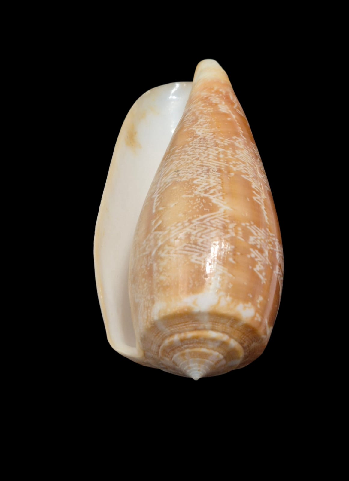 BC313 Conus vicweei - BIG SIZE - Image 4