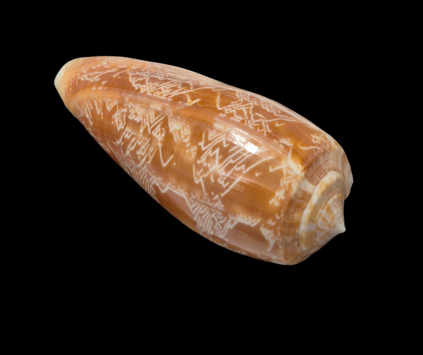 BC313 Conus vicweei - BIG SIZE - Image 5