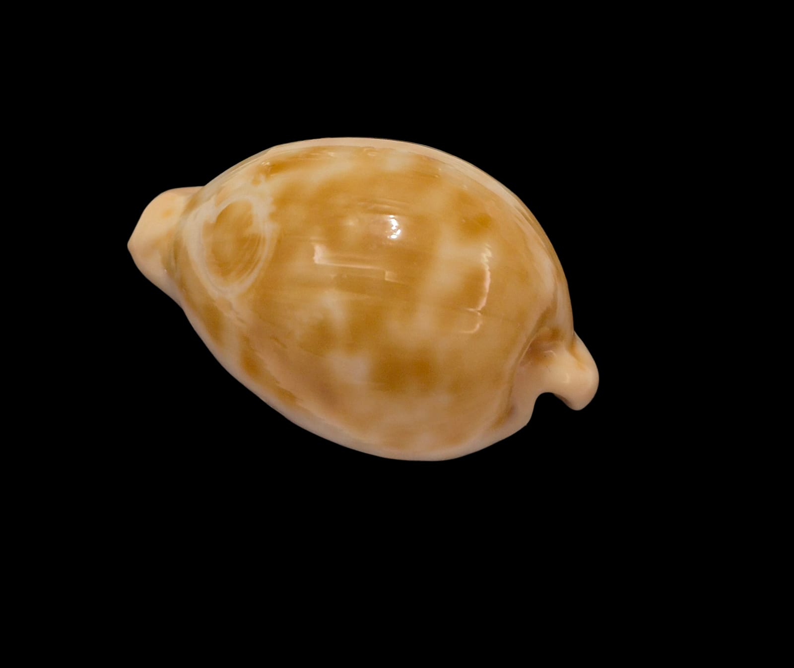 BC314 Cypraeovula castanea castanea - Image 3