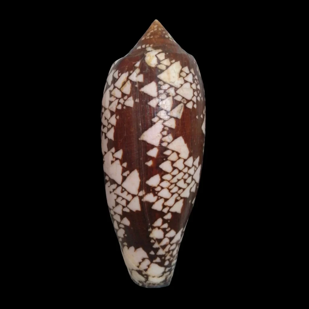 BC339 Conus aulicus - GIANT SIZE