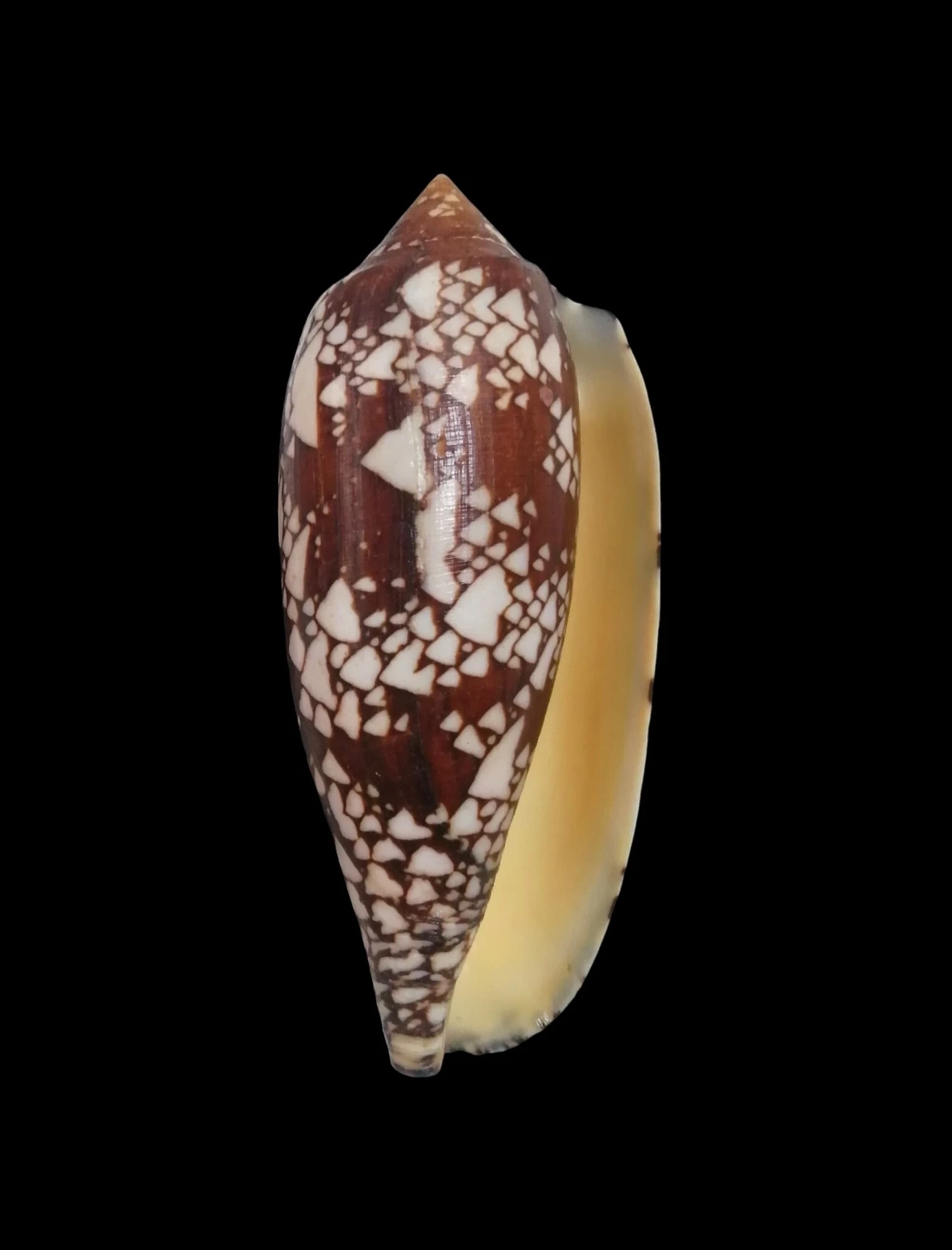 BC339 Conus aulicus - GIANT SIZE - Image 2