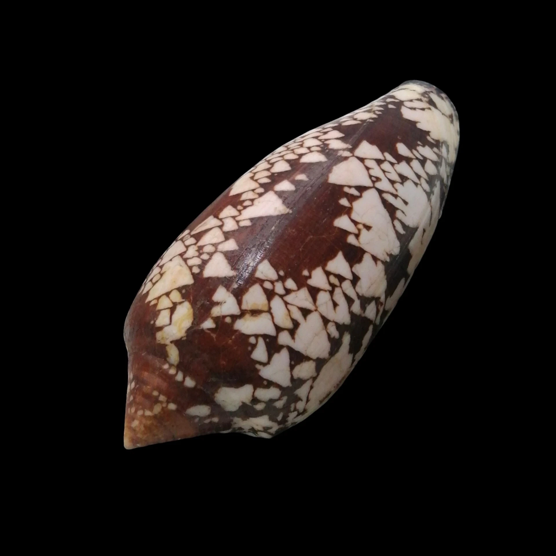 BC339 Conus aulicus - GIANT SIZE - Image 3