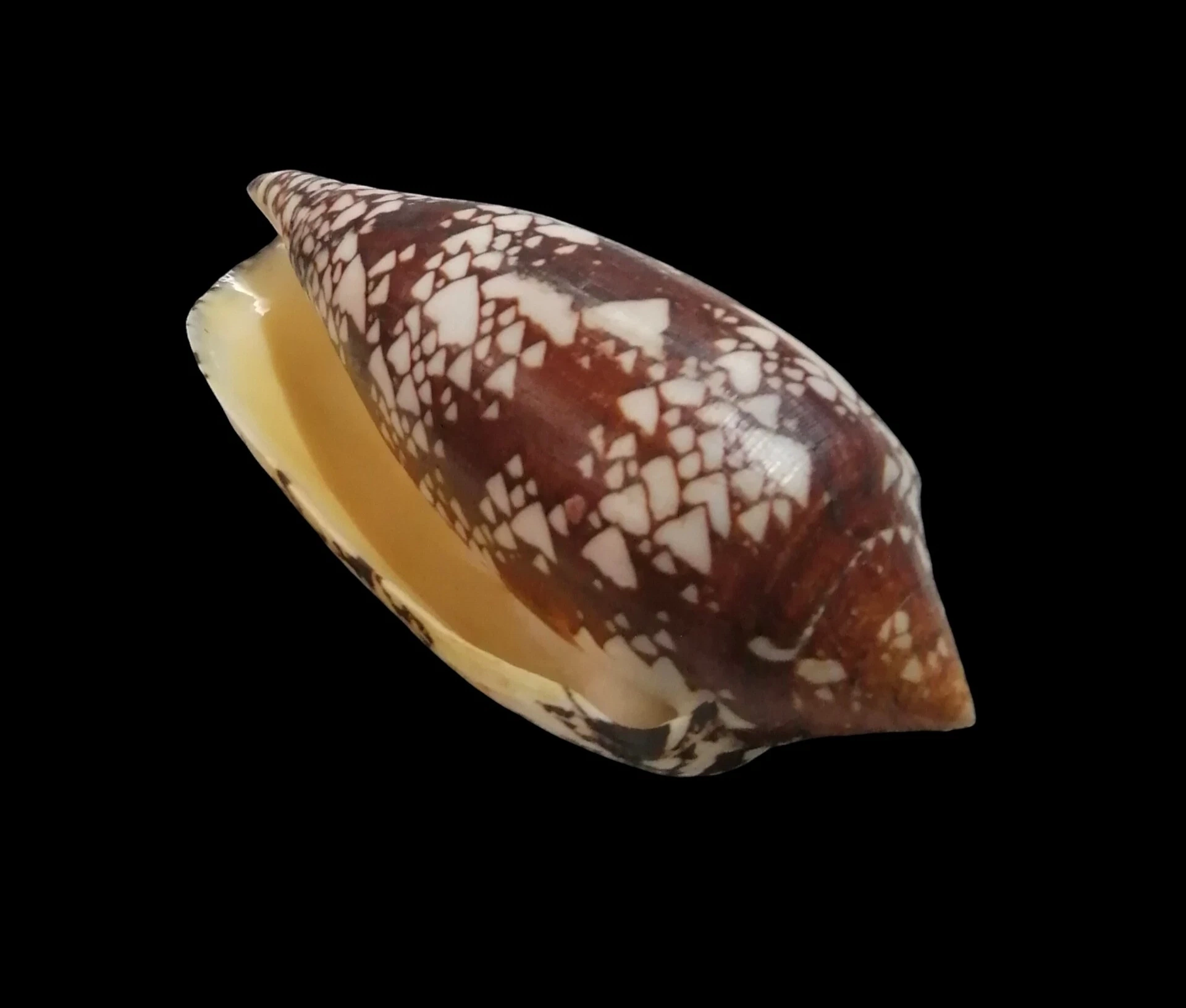BC339 Conus aulicus - GIANT SIZE - Image 4