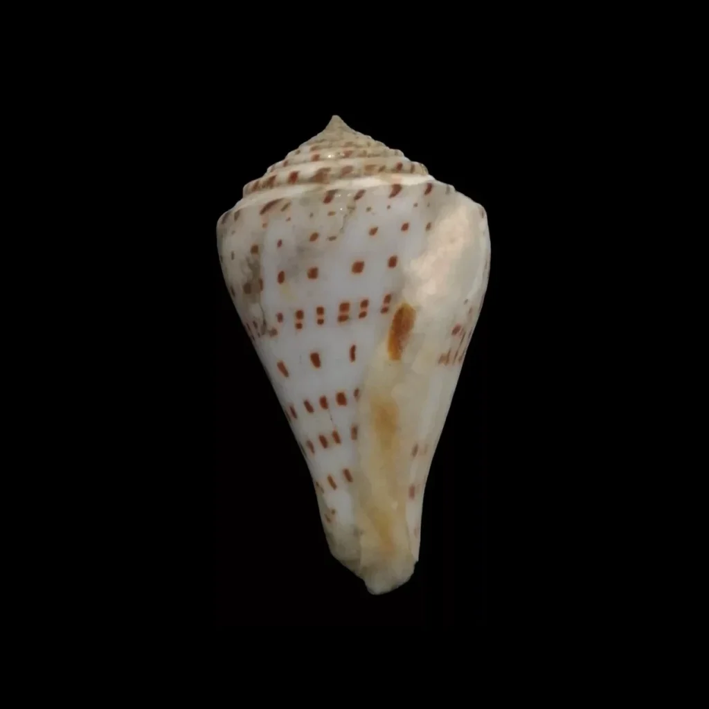 BC360 Conus stupella w/o