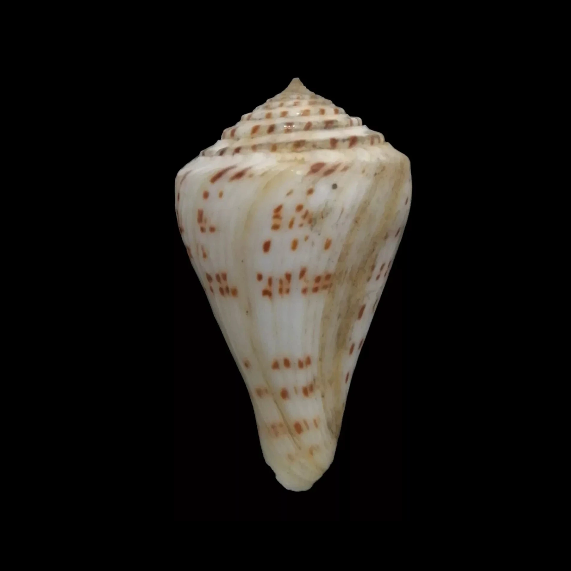 BC360 Conus stupella w/o - Image 2