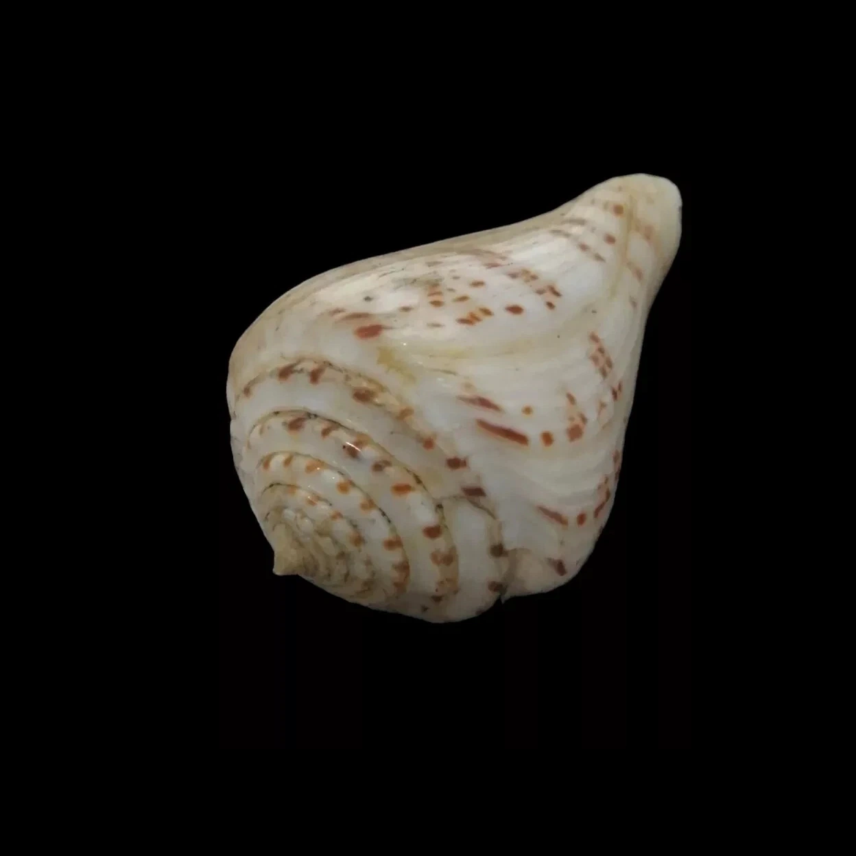 BC360 Conus stupella w/o - Image 3