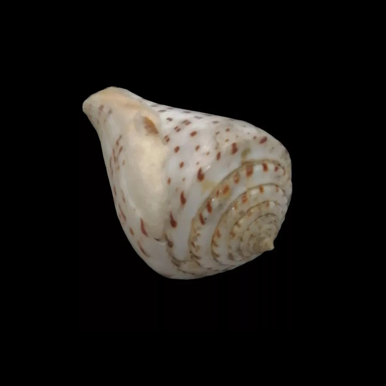 BC360 Conus stupella w/o - Image 4