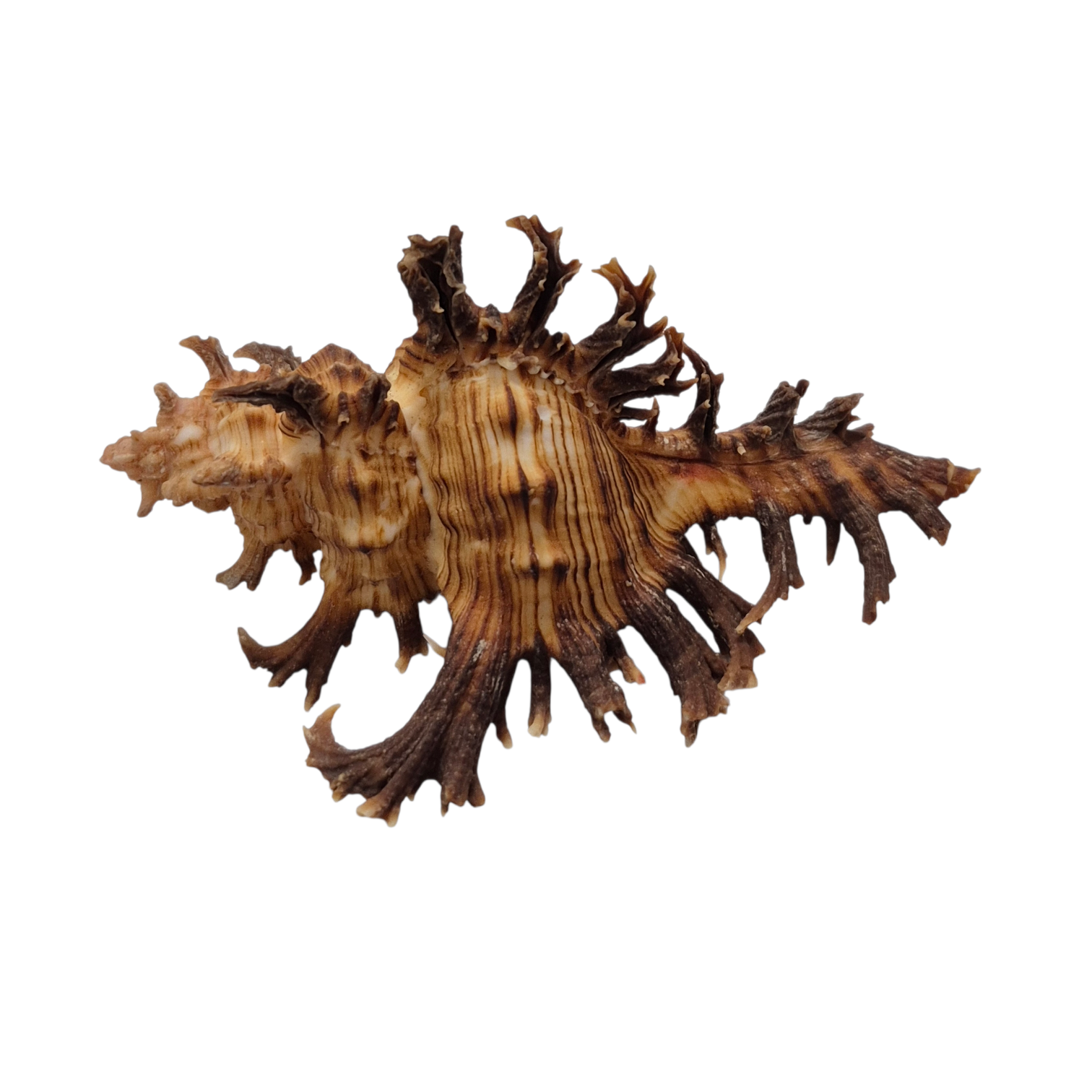 BC045 Chicoreus spectrum - SELECTED - Image 3