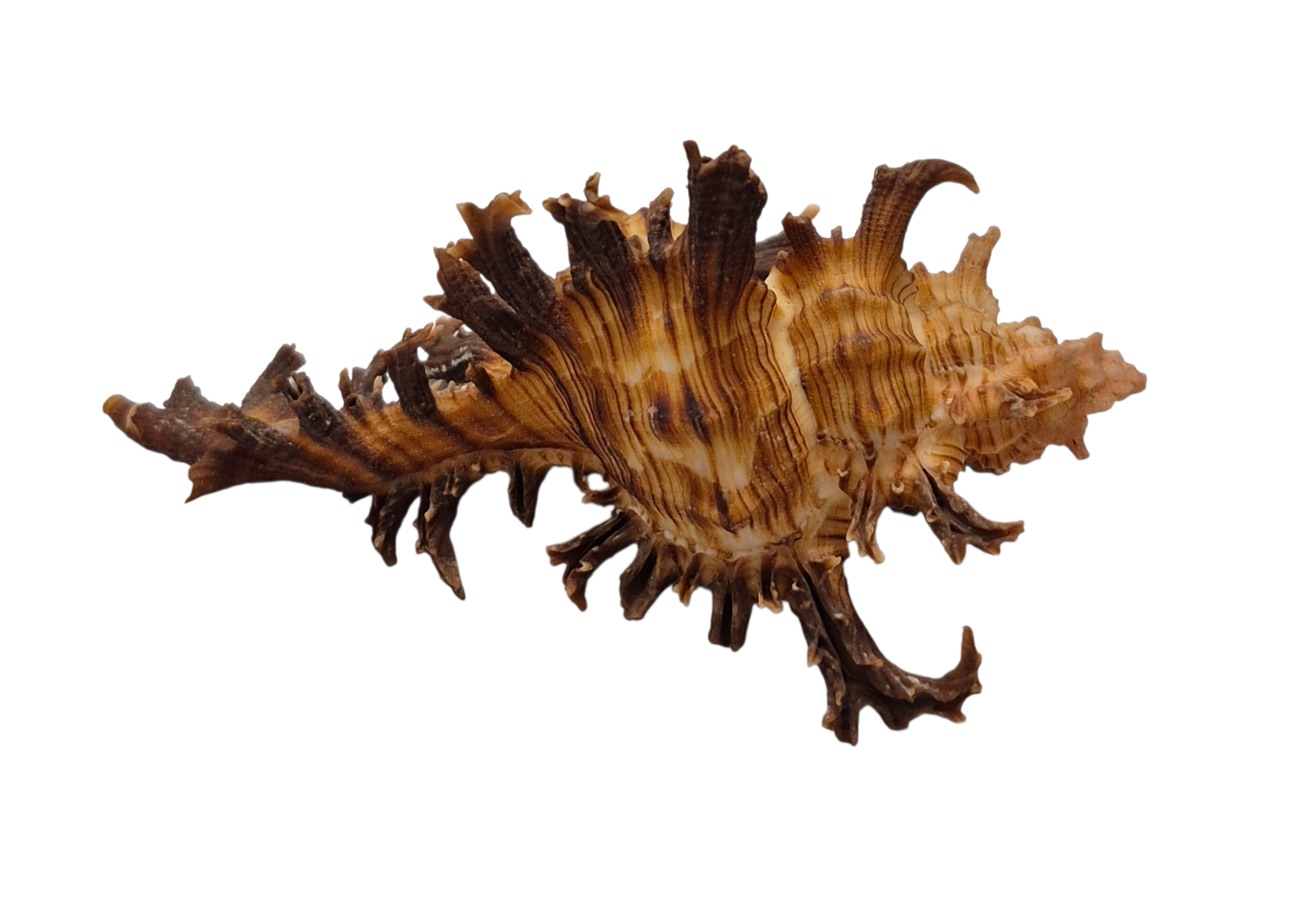 BC045 Chicoreus spectrum - SELECTED - Image 4