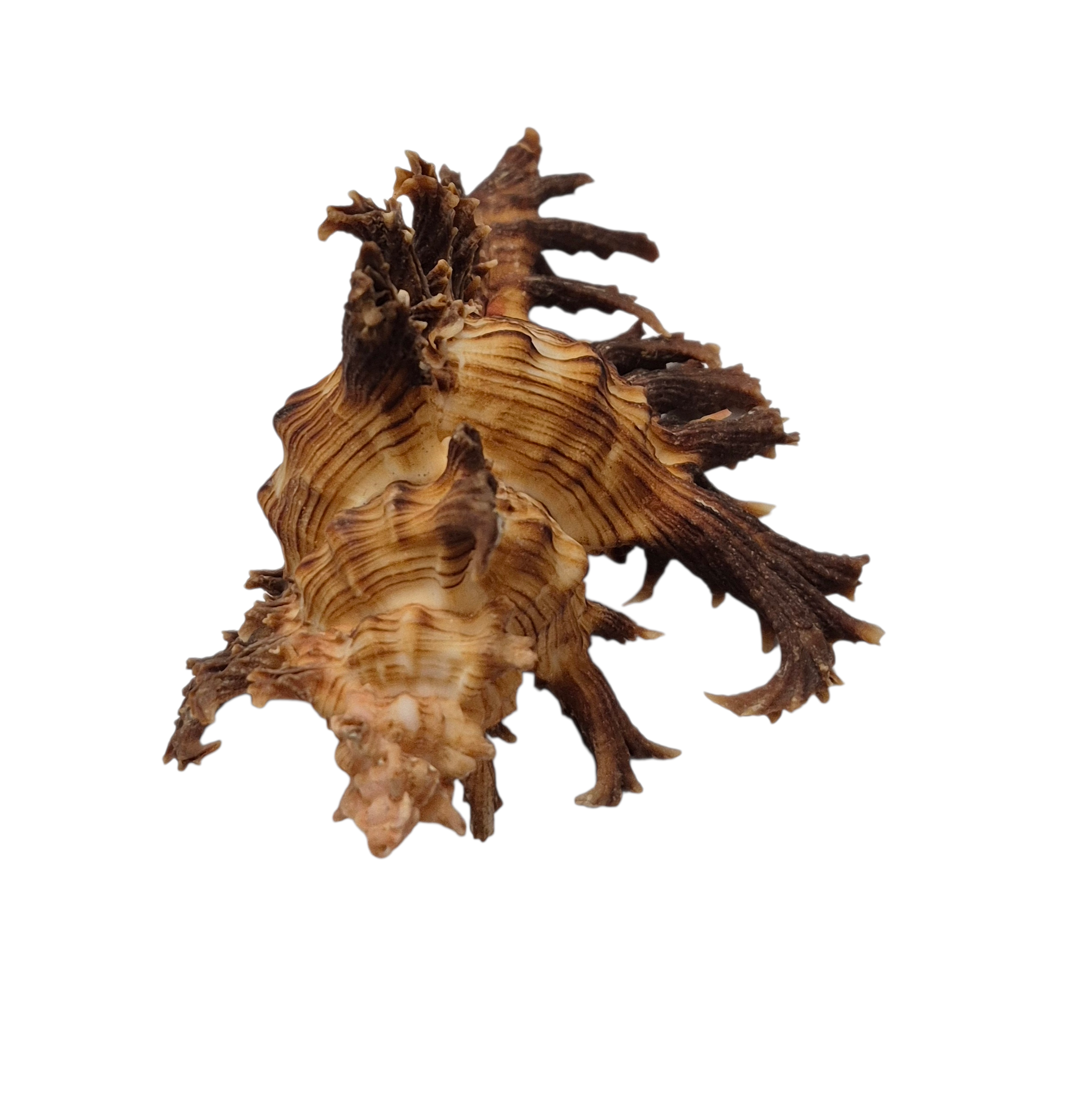 BC045 Chicoreus spectrum - SELECTED - Image 6