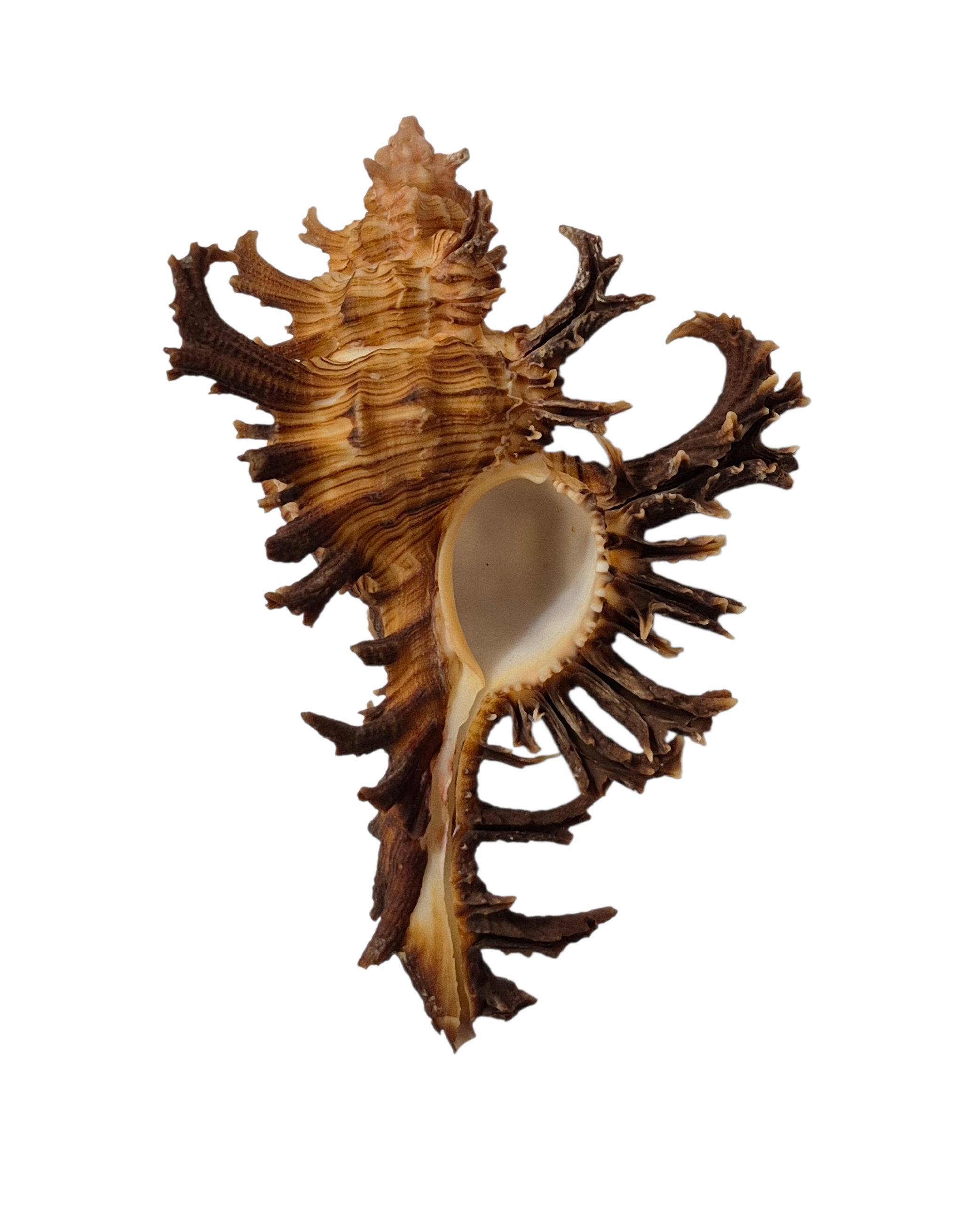 BC045 Chicoreus spectrum - SELECTED - Image 2