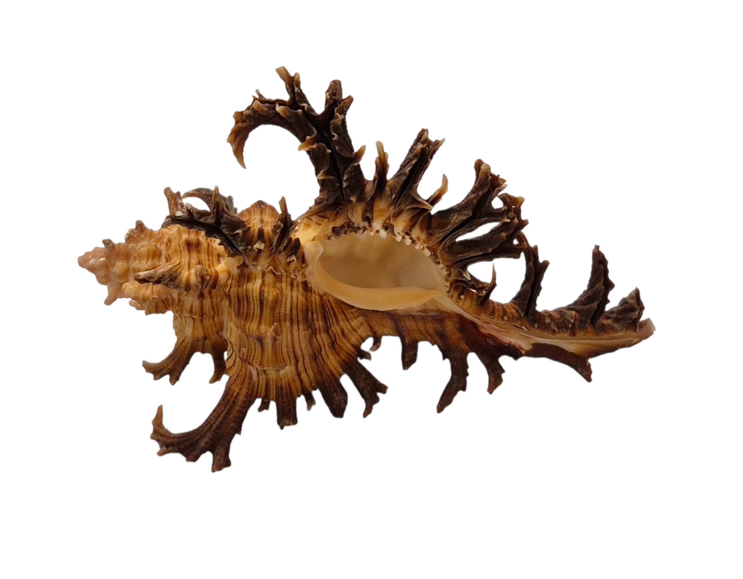 BC045 Chicoreus spectrum - SELECTED - Image 5