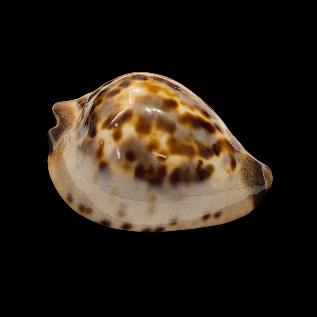 BC340 Zoila jeaniana - LITTLE BEAUTY