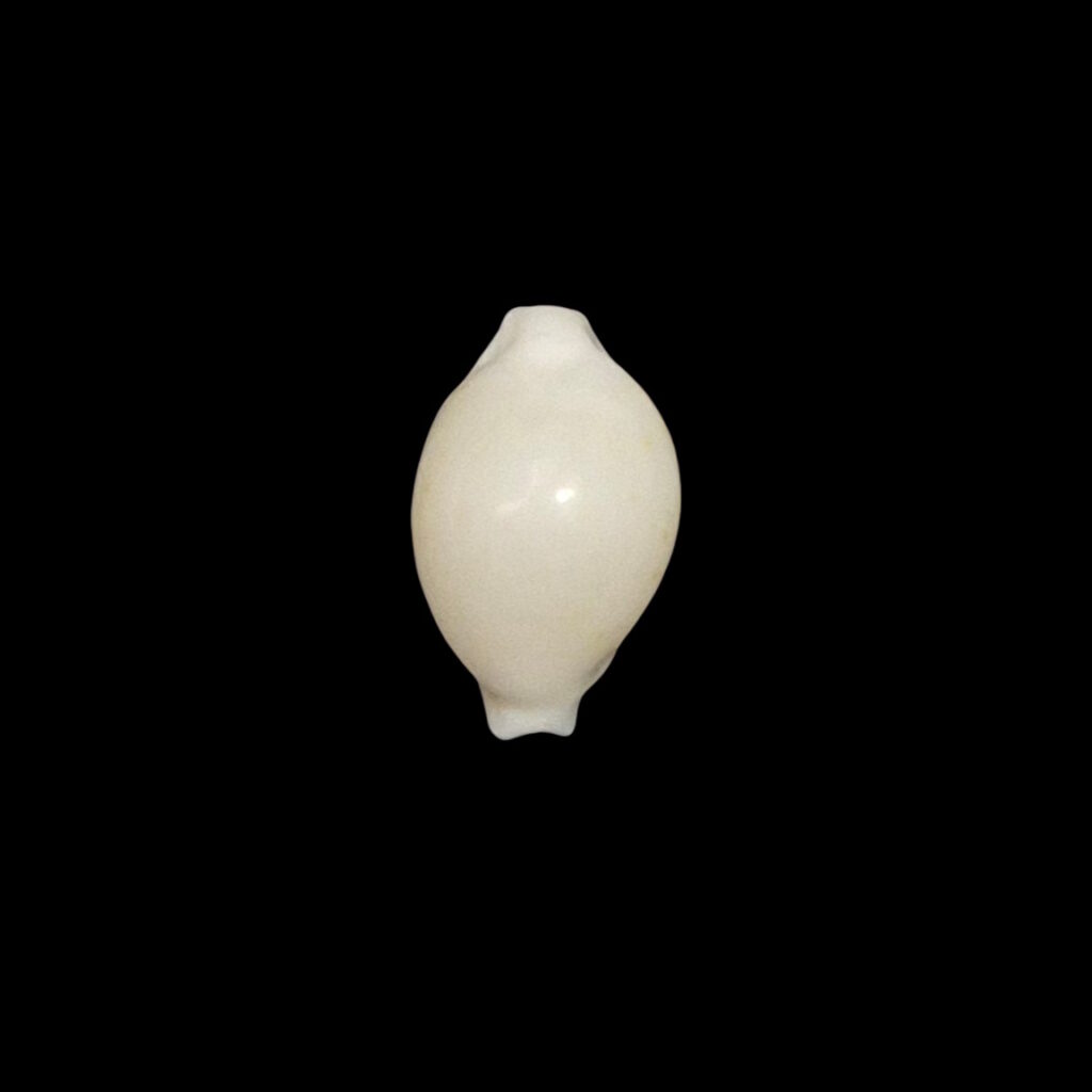 BC080 Pustularia globulus f. grisgris
