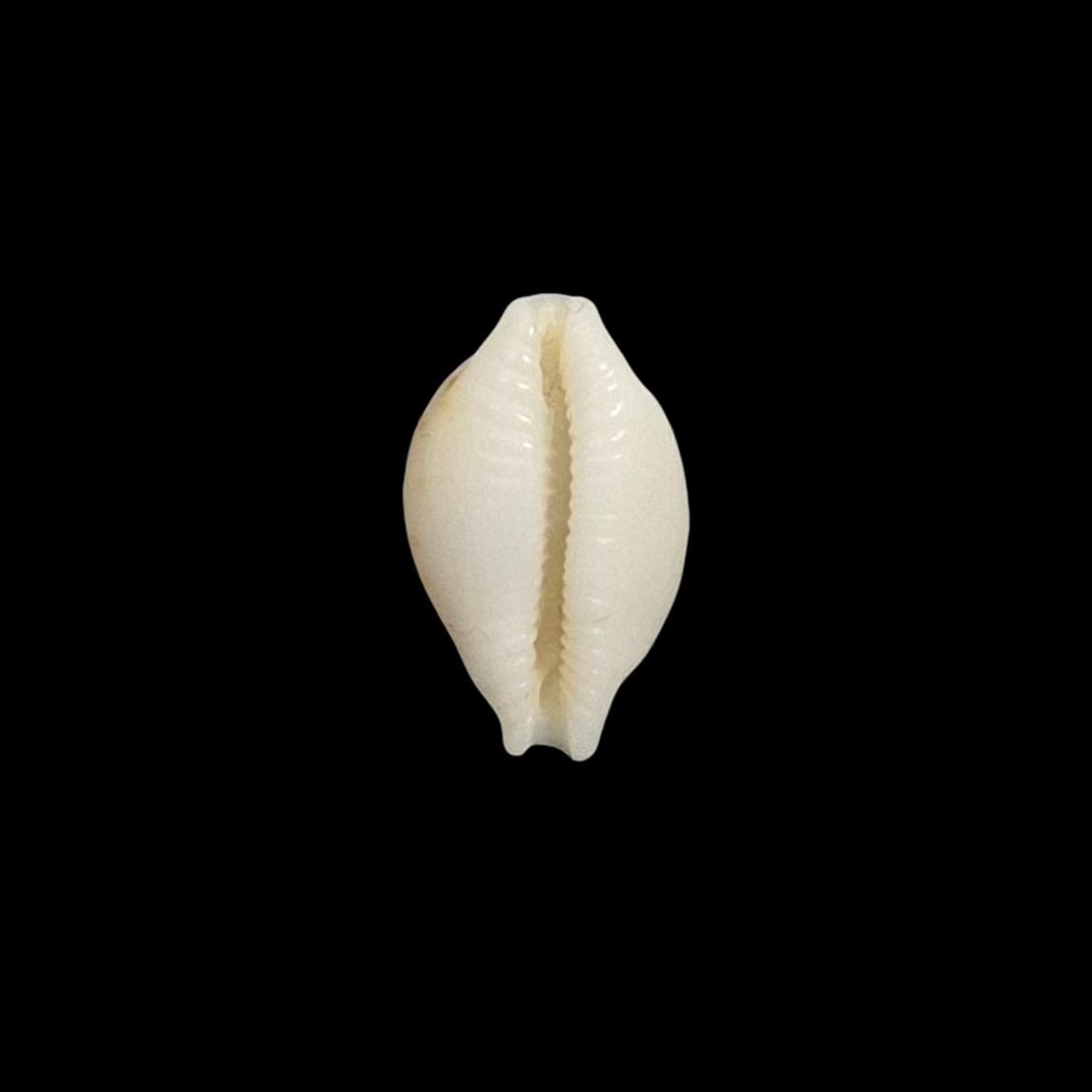 BC080 Pustularia globulus f. grisgris - Image 2