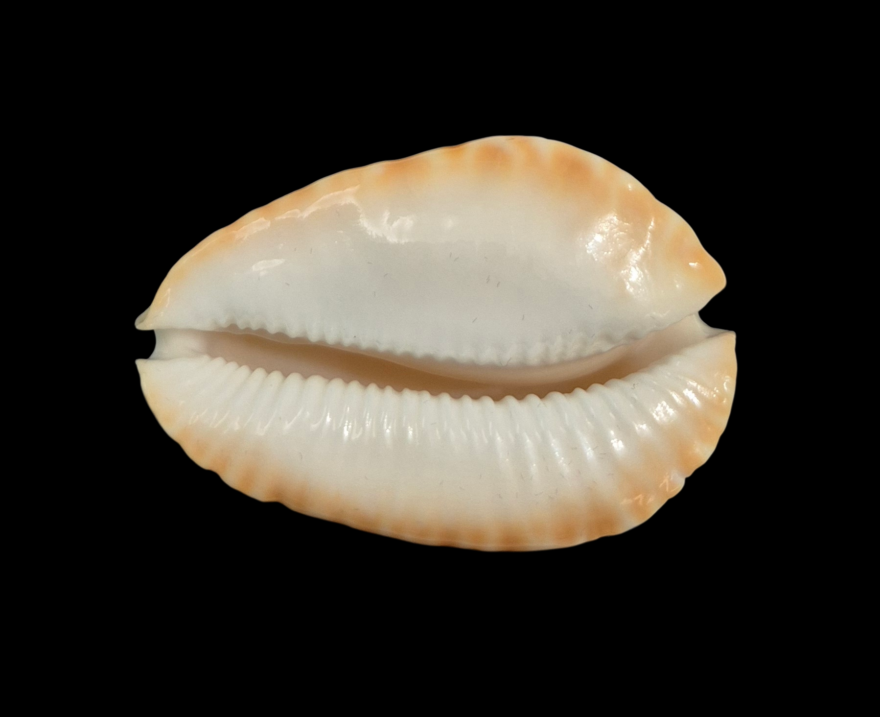 BC366 Zoila ketyana lutea - BIG SIZE - Image 2