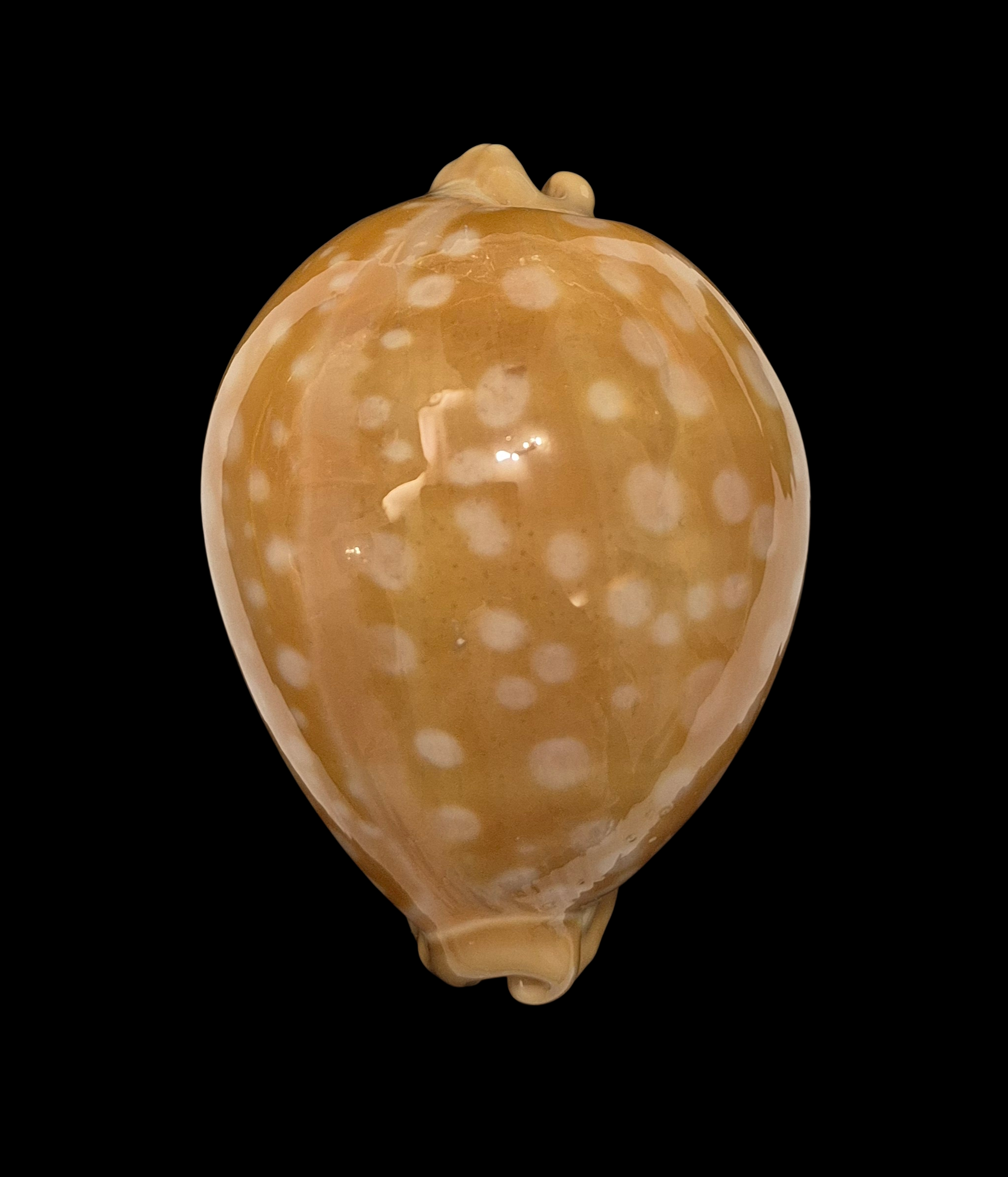 BC013 Callistocypraea leucodon - BIG SIZE - Image 2
