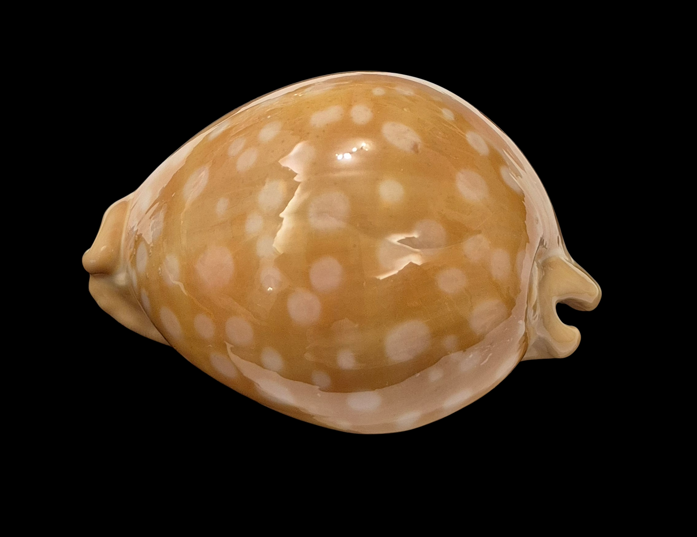 BC013 Callistocypraea leucodon - BIG SIZE - Image 4