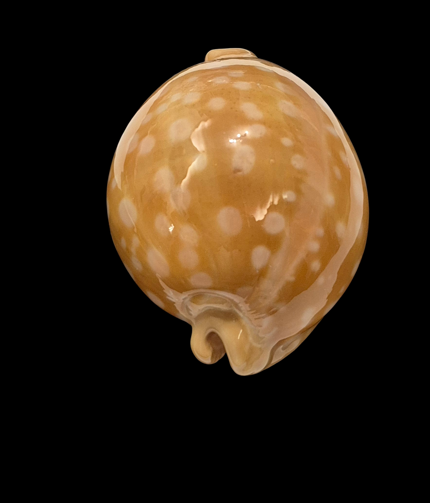 BC013 Callistocypraea leucodon - BIG SIZE - Image 5