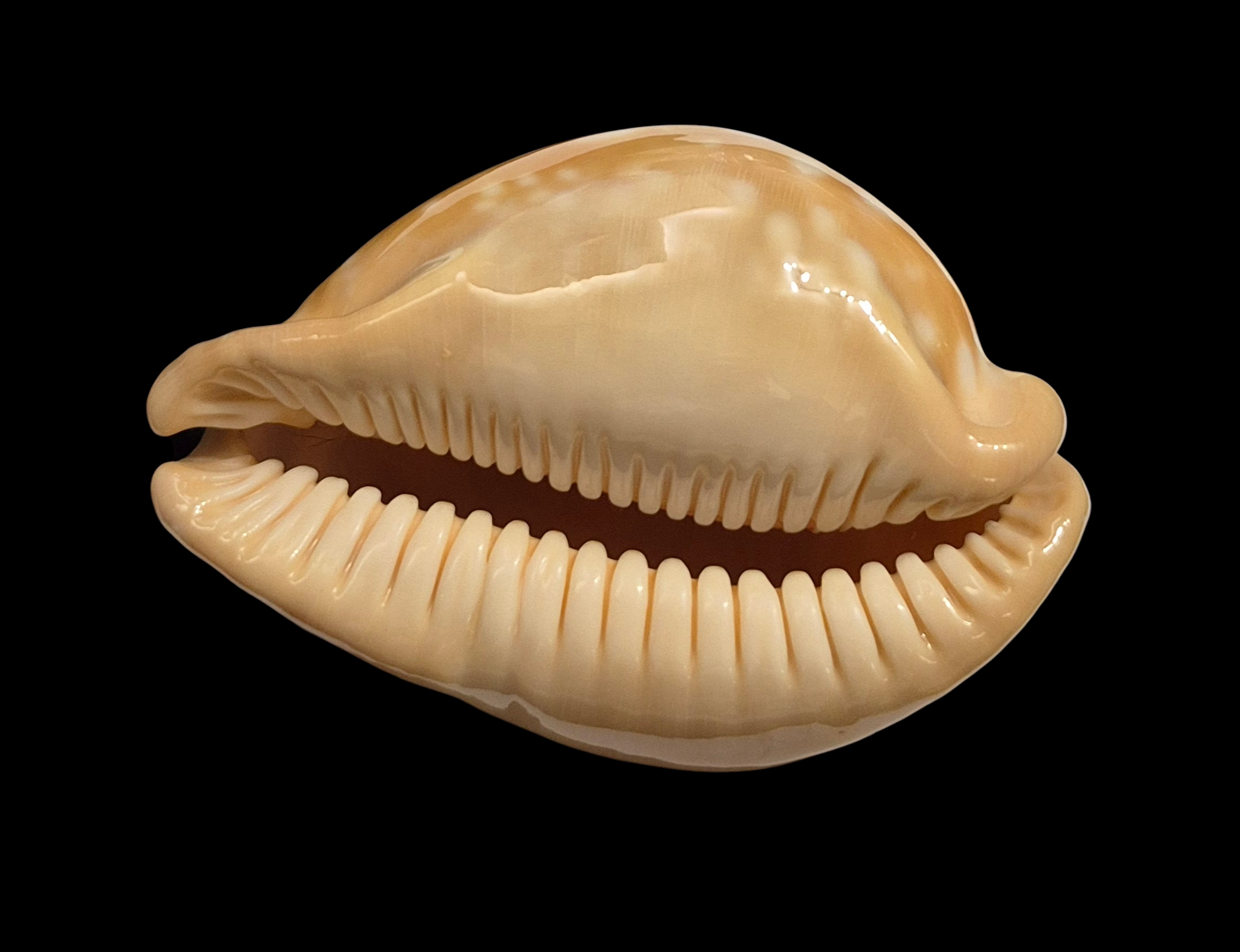 BC013 Callistocypraea leucodon - BIG SIZE - Image 3