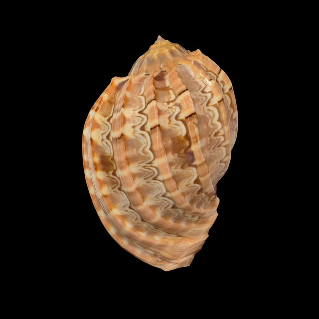 BC270 Harpa major - ZAMBOANGA FORM