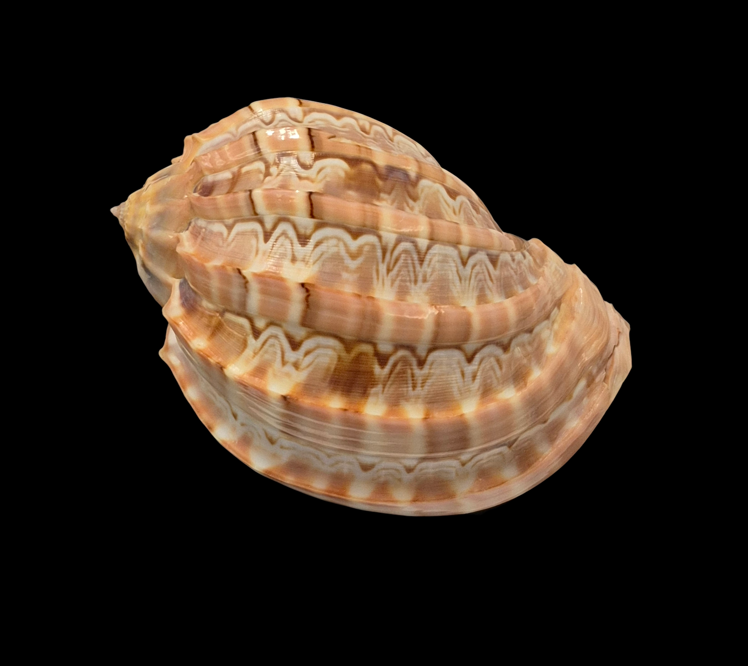 BC270 Harpa major - ZAMBOANGA FORM - Image 3