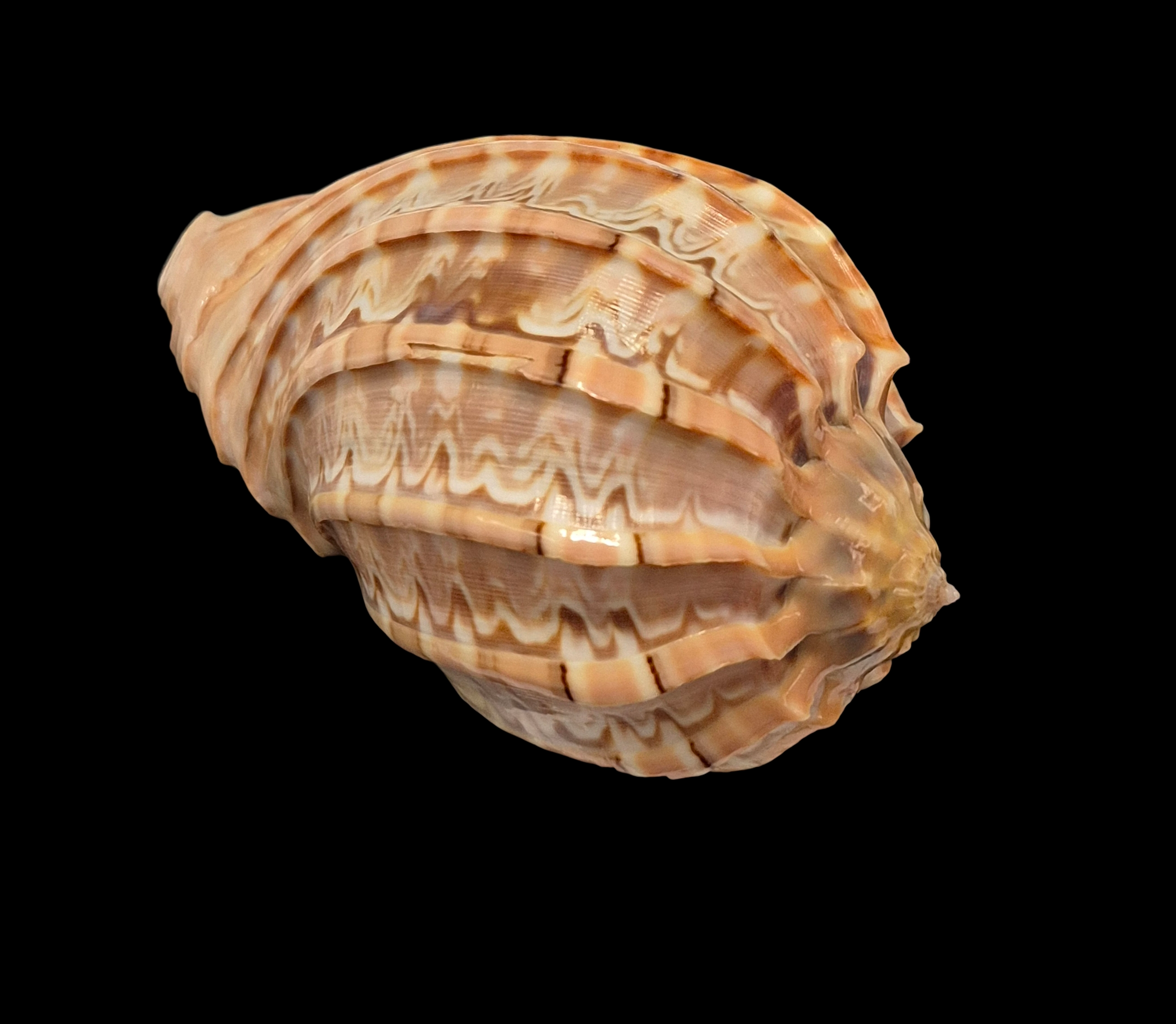 BC270 Harpa major - ZAMBOANGA FORM - Image 4
