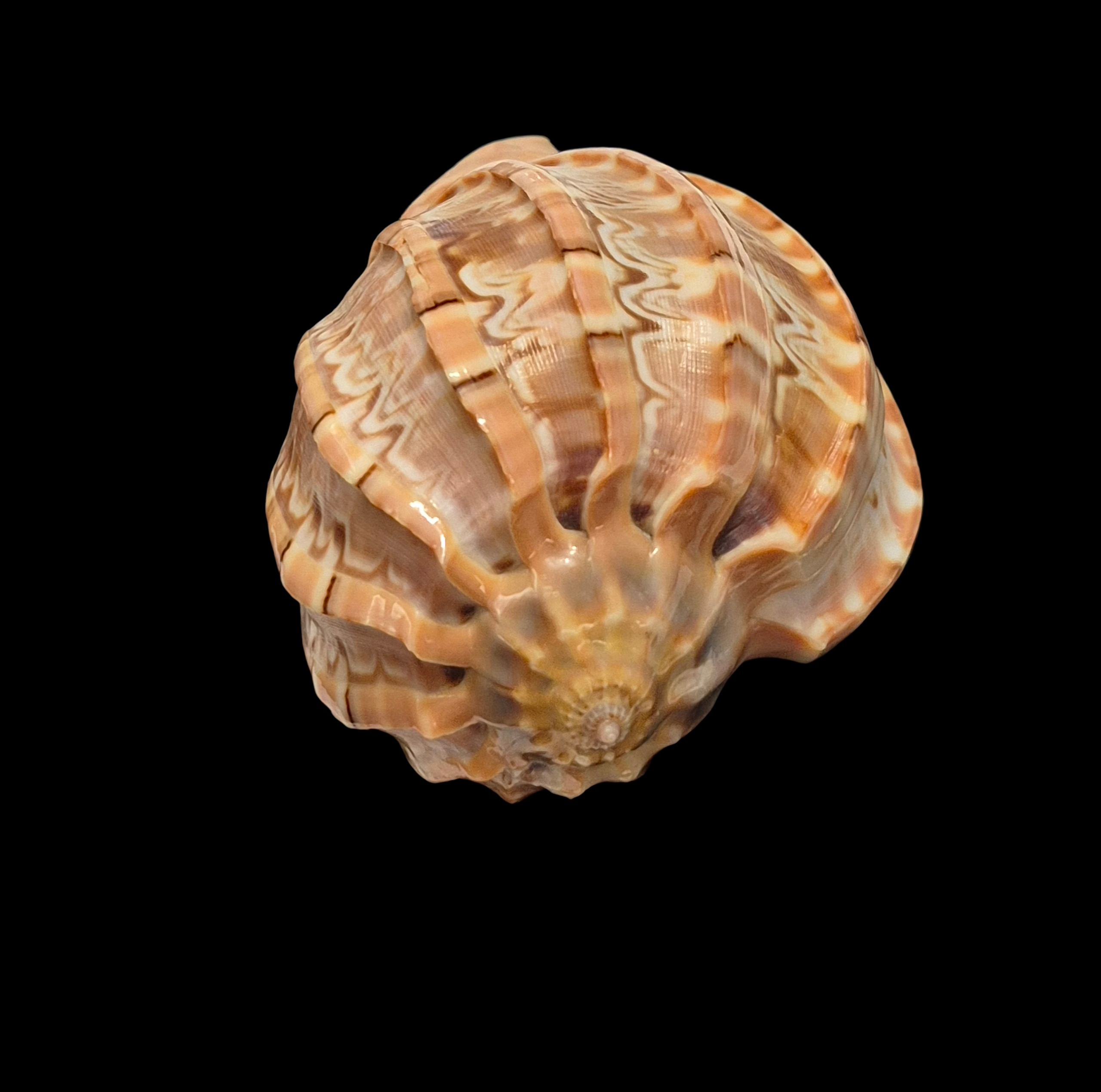 BC270 Harpa major - ZAMBOANGA FORM - Image 6