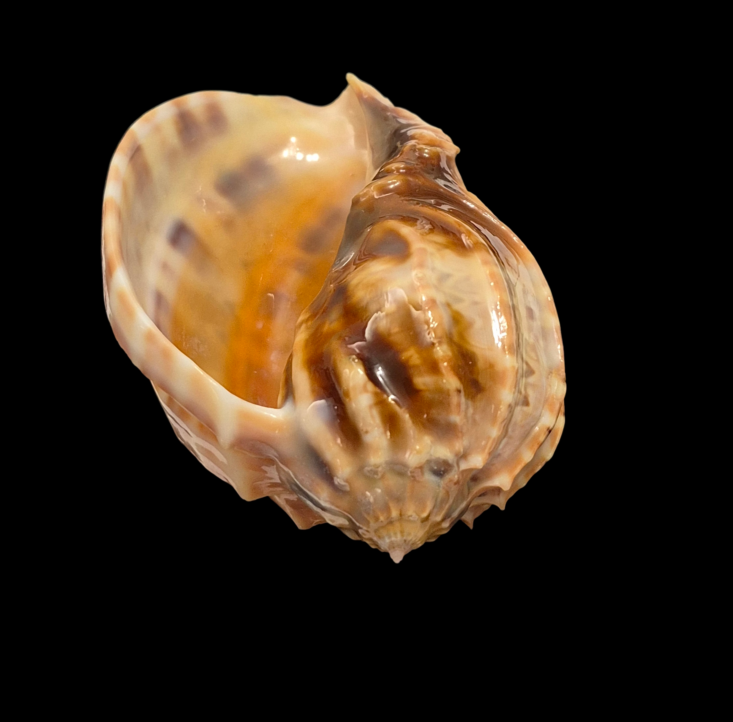 BC270 Harpa major - ZAMBOANGA FORM - Image 5