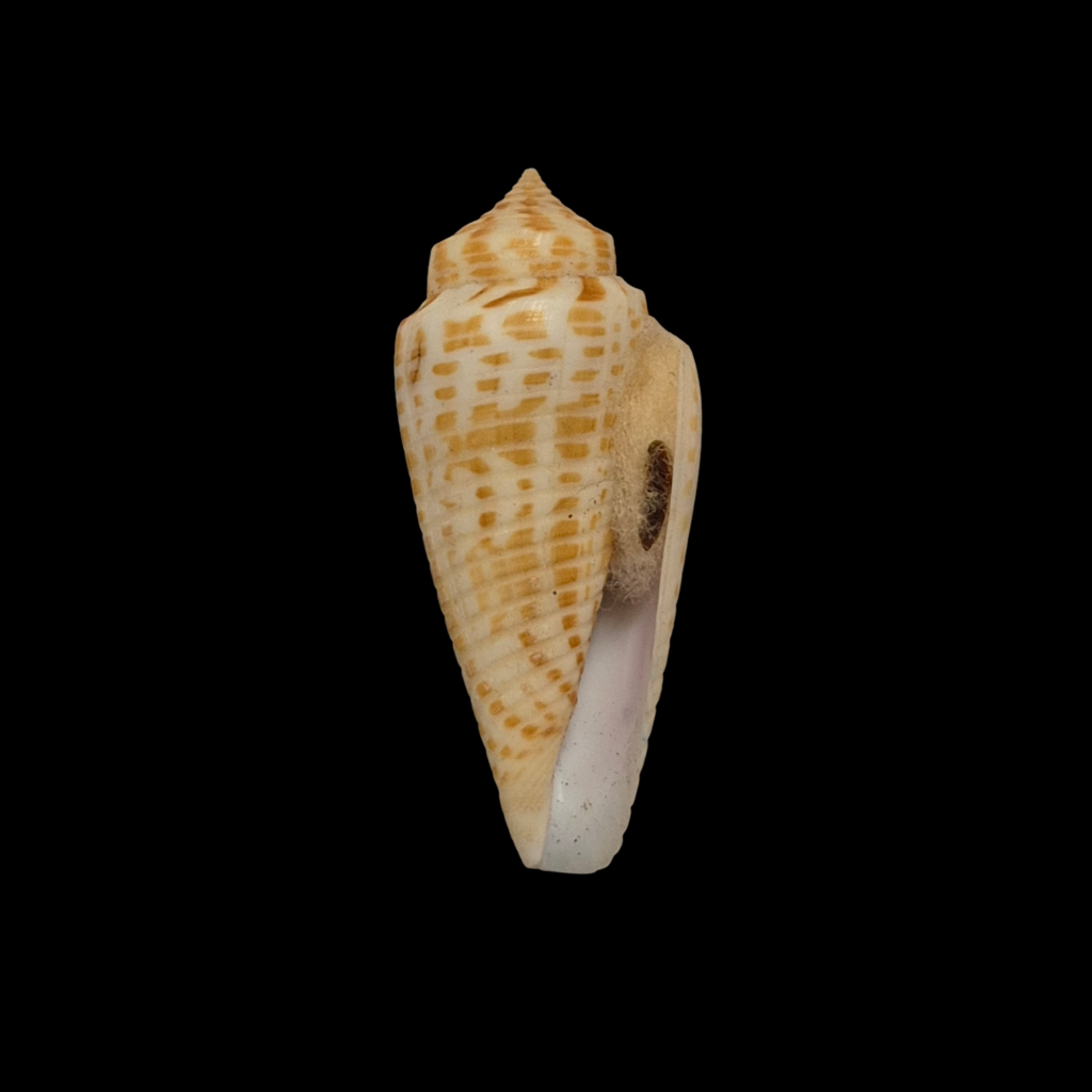BC081 Conus inscriptus w/o - FREAK FORM
