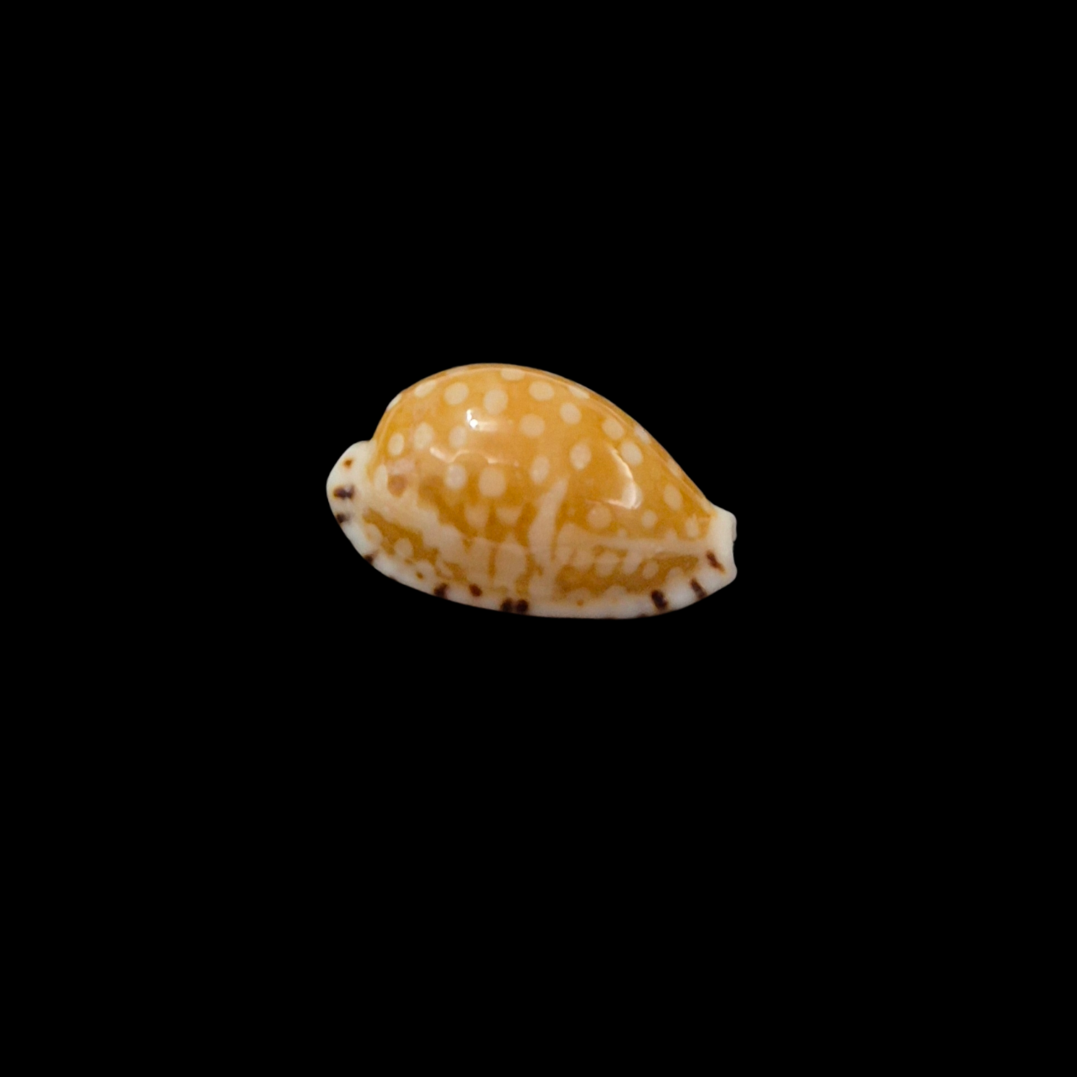 BC274 Cribrarula astaryi - SELECTED - Image 3