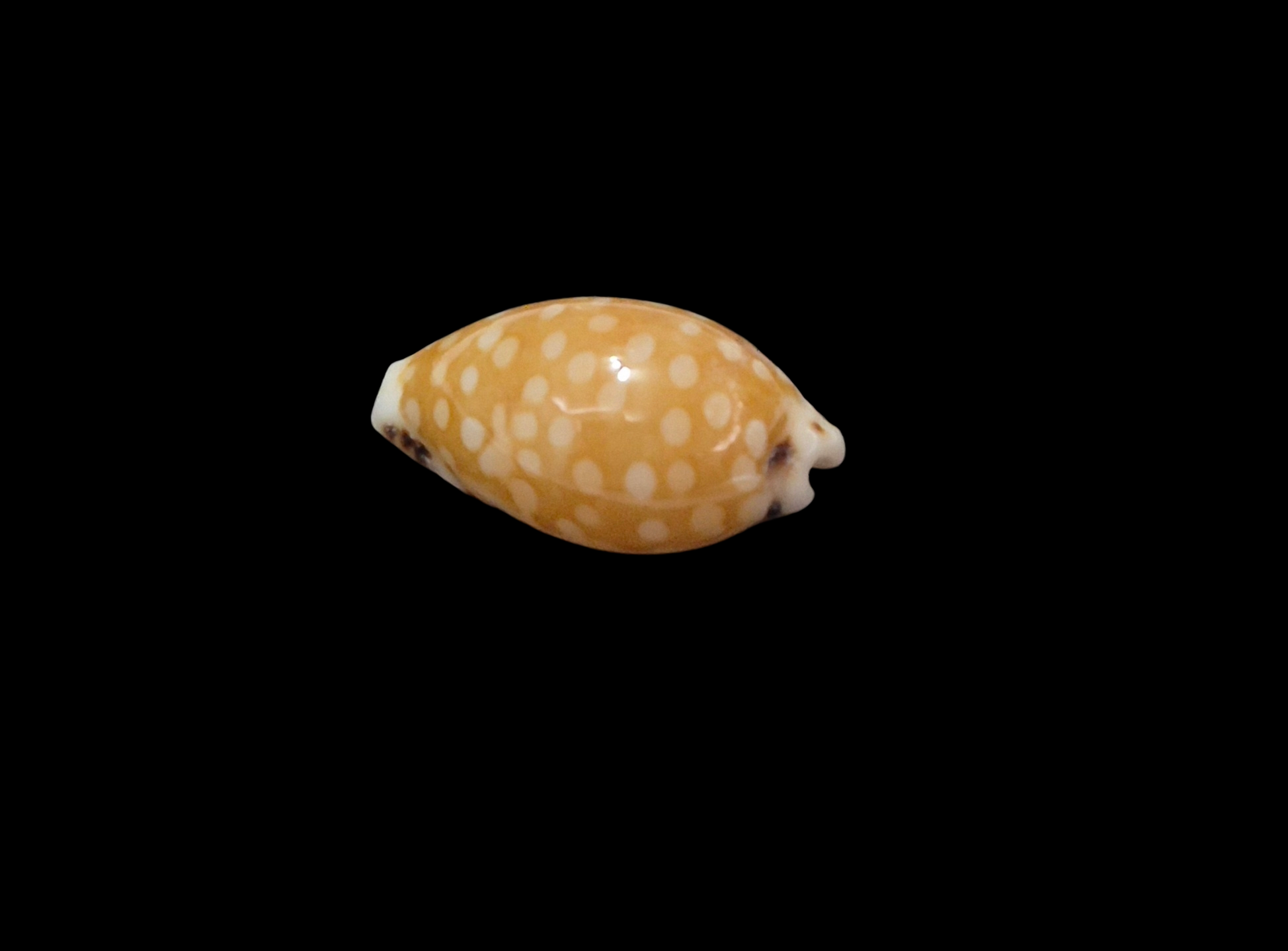 BC274 Cribrarula astaryi - SELECTED - Image 4