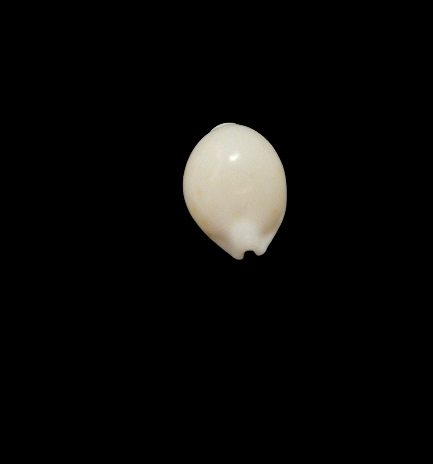 BC080 Pustularia globulus f. grisgris - Image 4