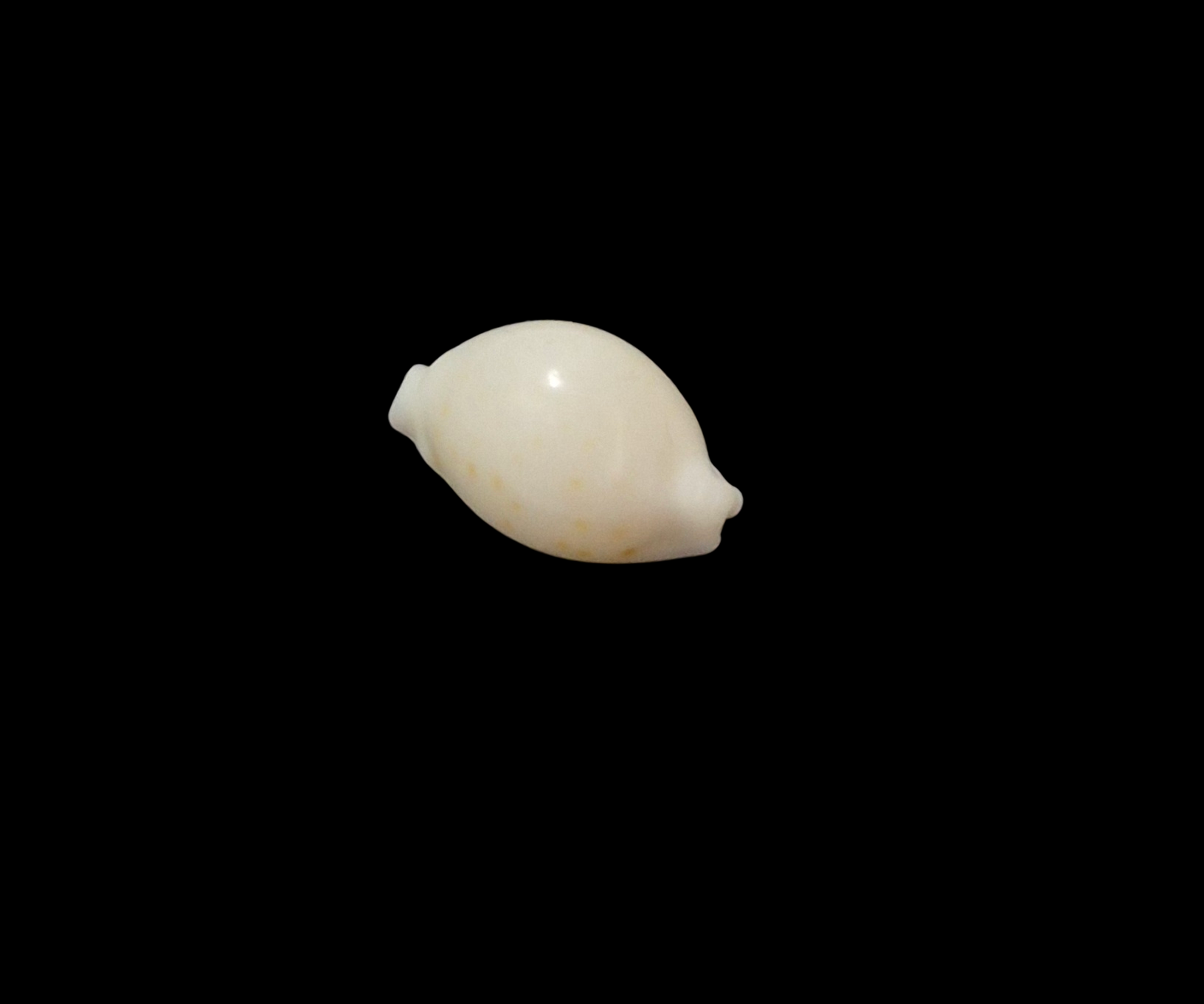 BC080 Pustularia globulus f. grisgris - Image 5