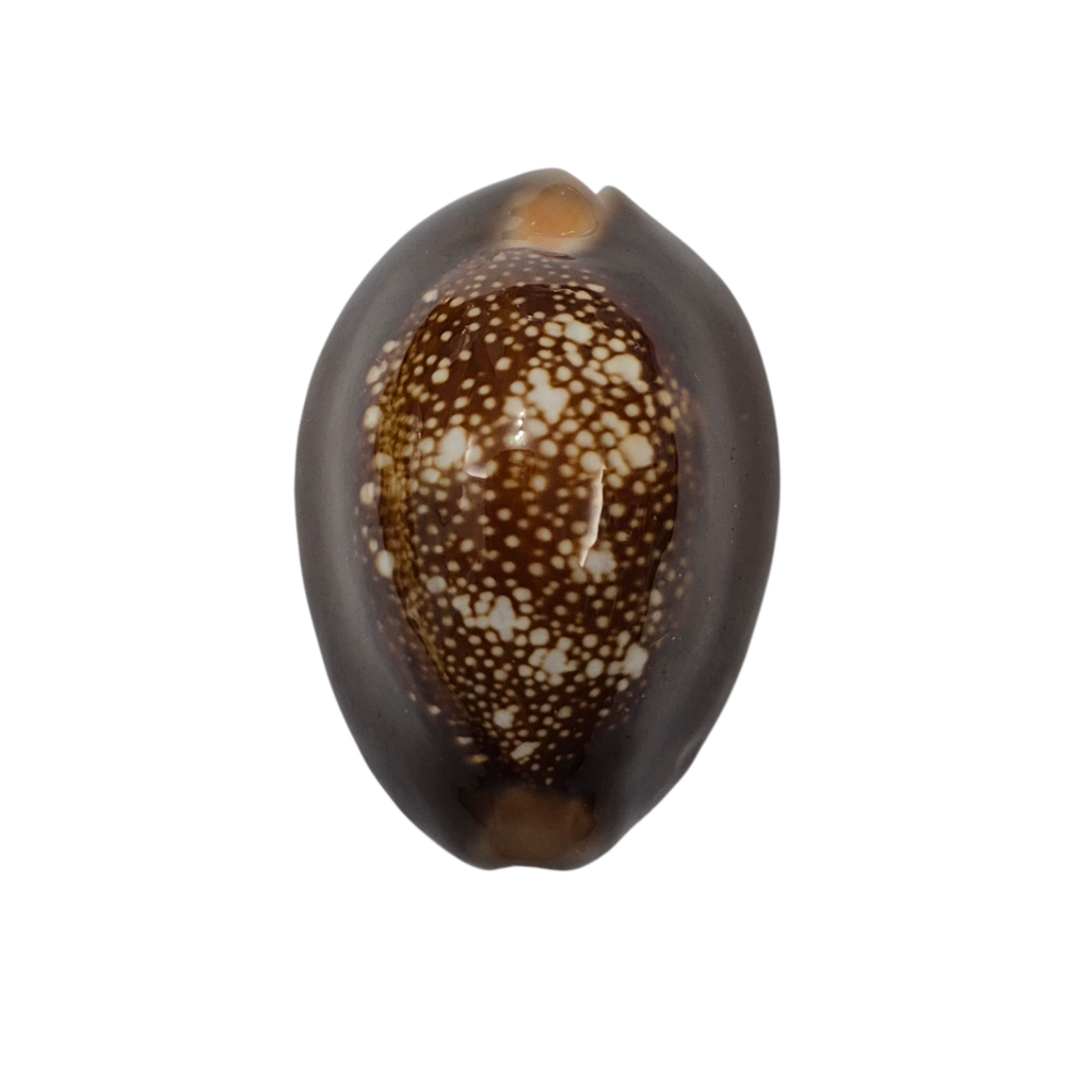 BC378 Monetaria caputserpentis - BIG SIZE
