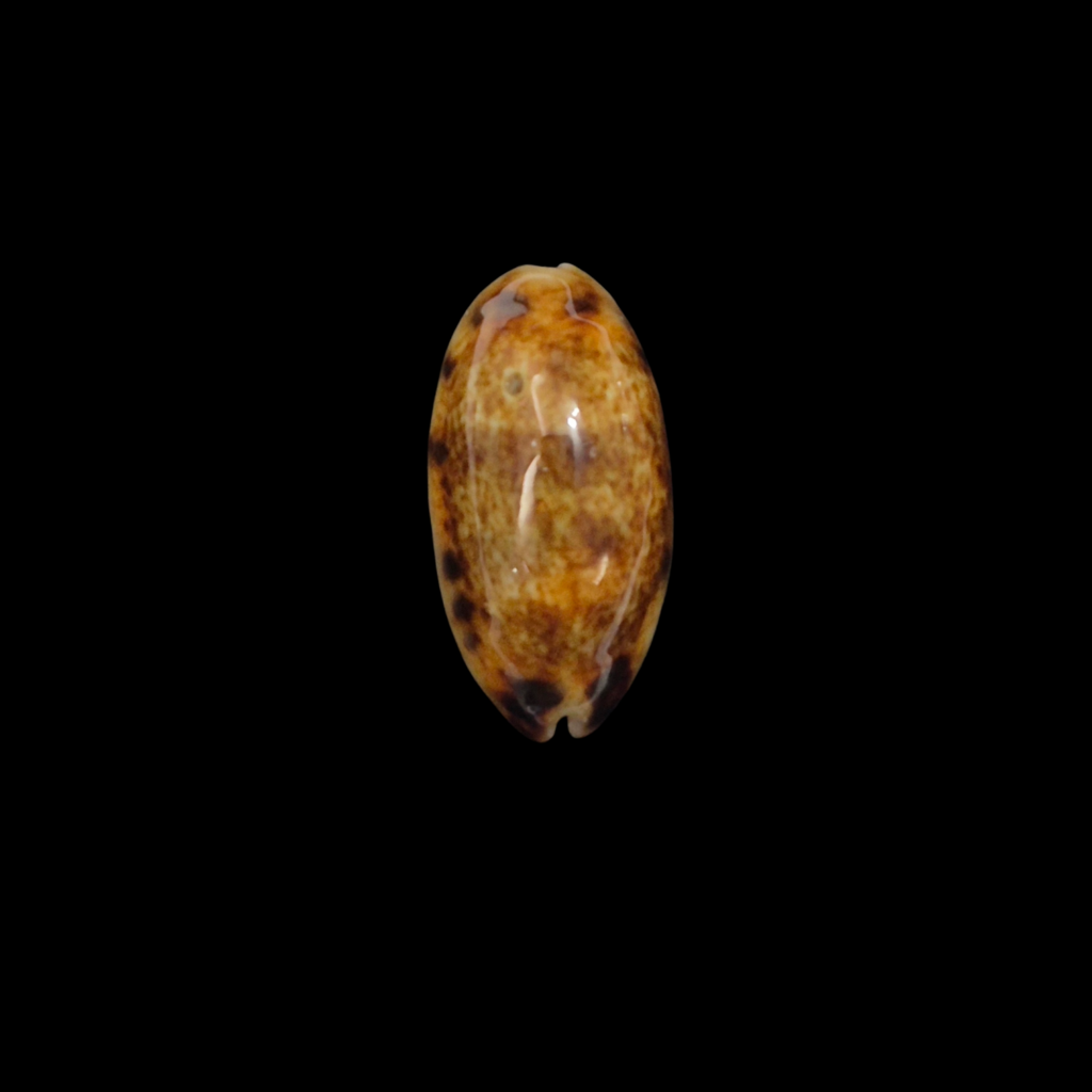 BC356 Melicerona listeri f. melvilli - NIGER FORM