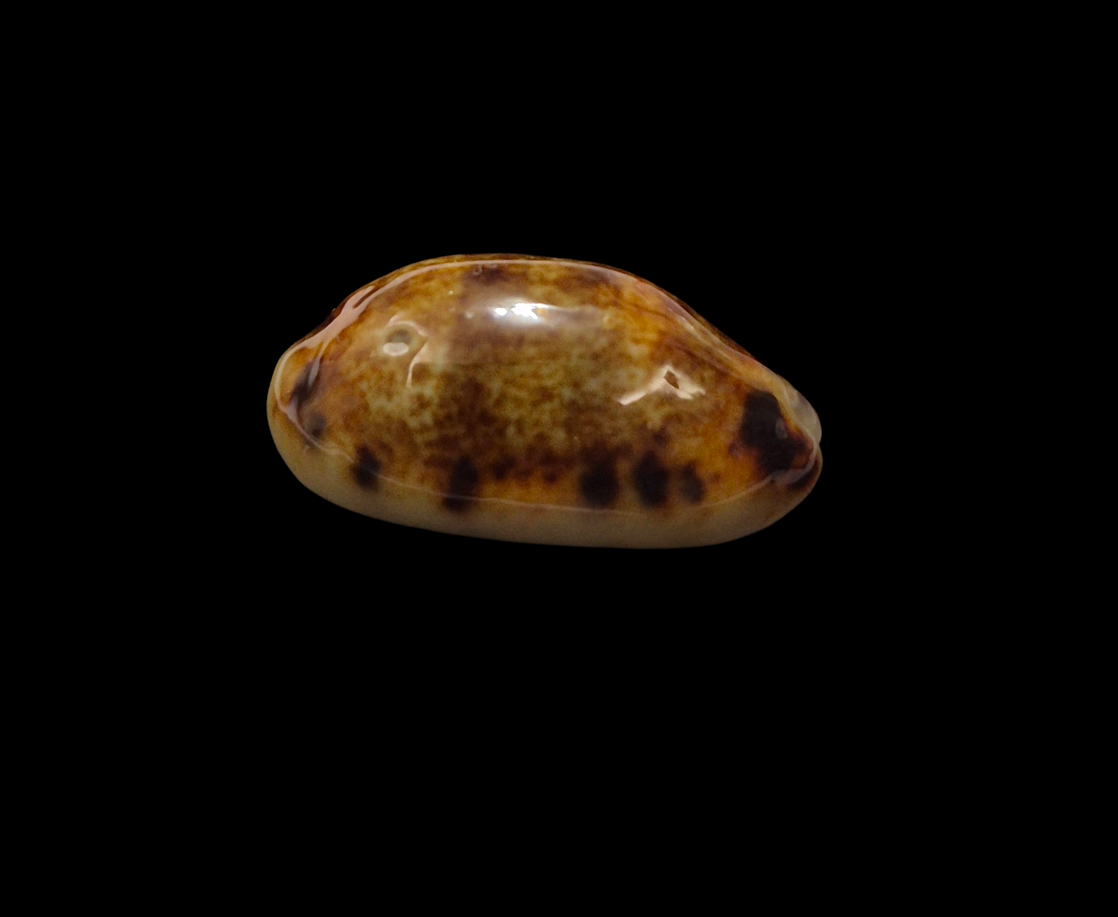 BC356 Melicerona listeri f. melvilli - NIGER FORM - Image 2