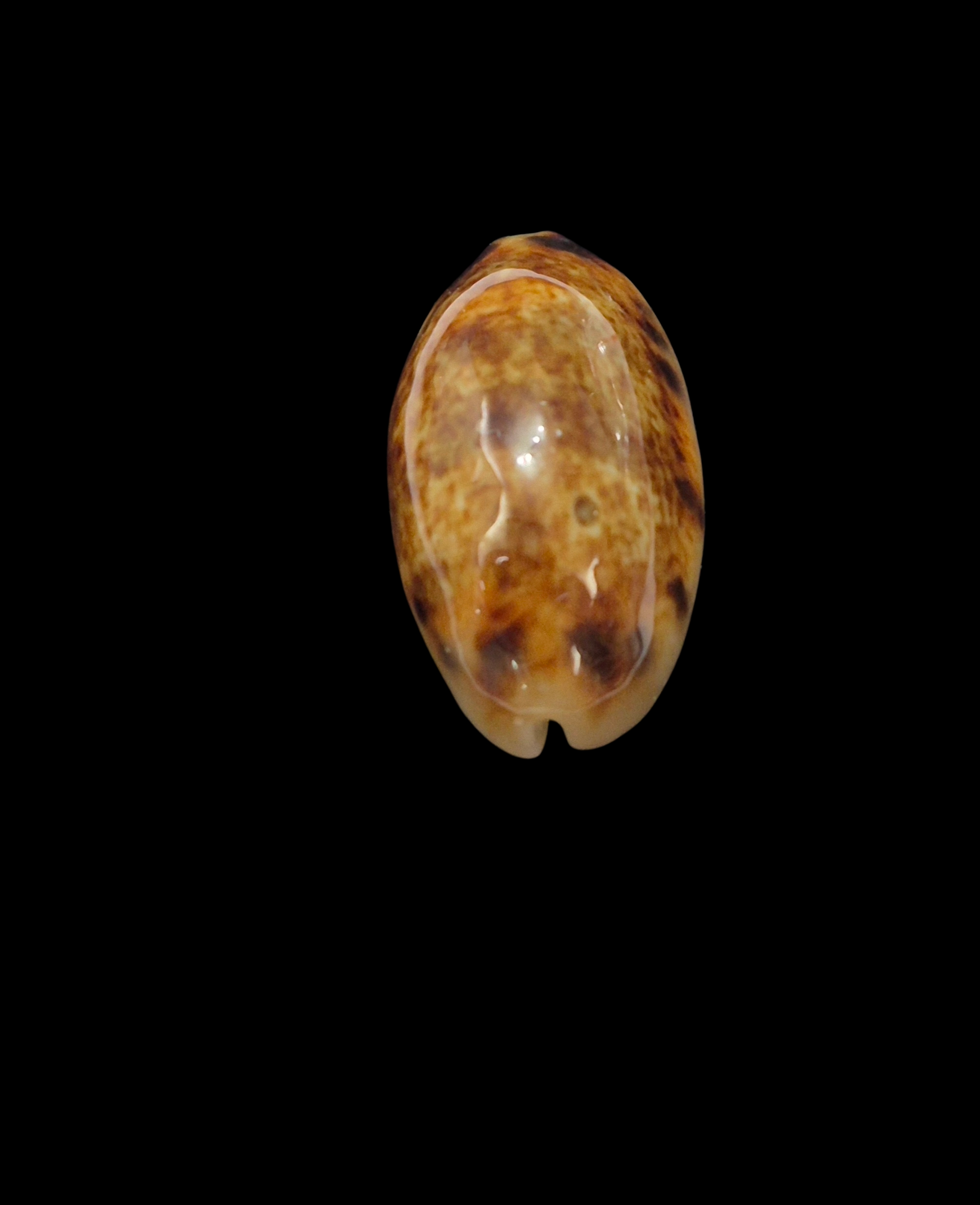 BC356 Melicerona listeri f. melvilli - NIGER FORM - Image 6