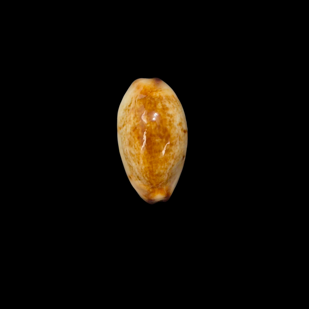BC380 Purpuradusta gracilis - NIGER FORM