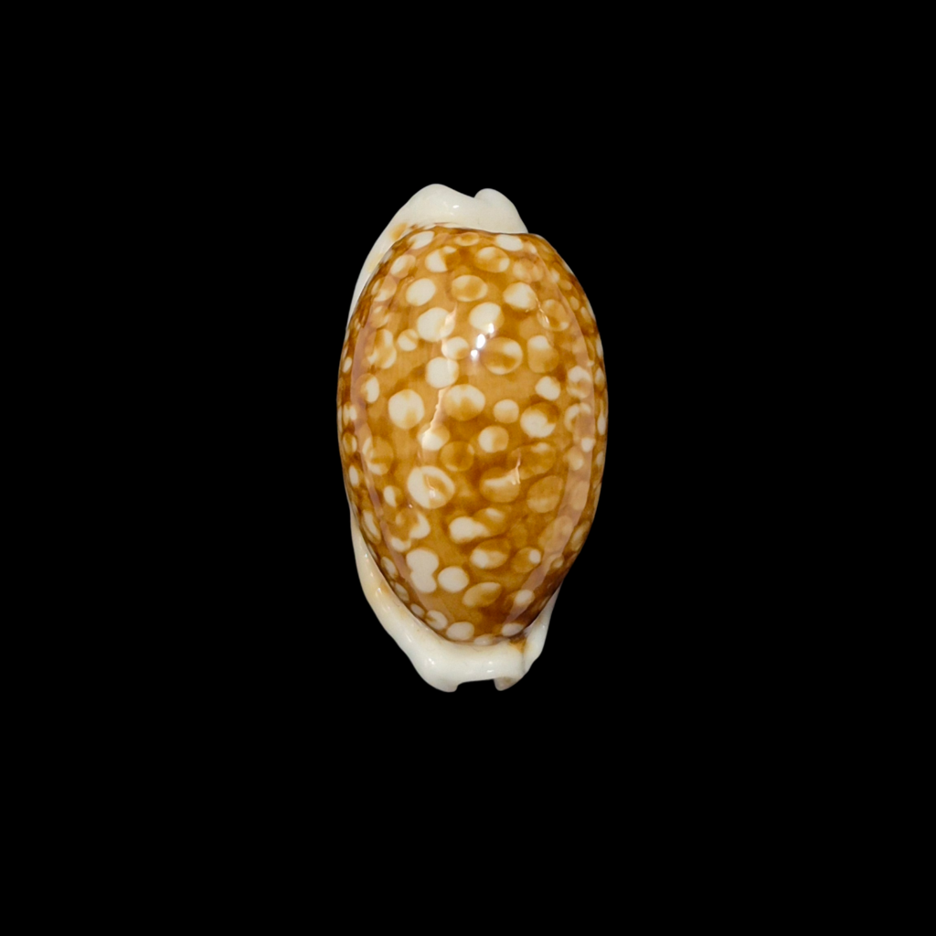 BC376 Cribrarula cribraria - NIGER FORM