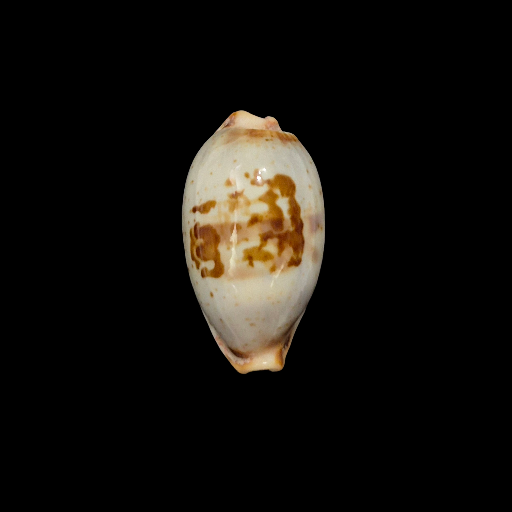 BC377 Bistolida erythraeensis - BIG SIZE