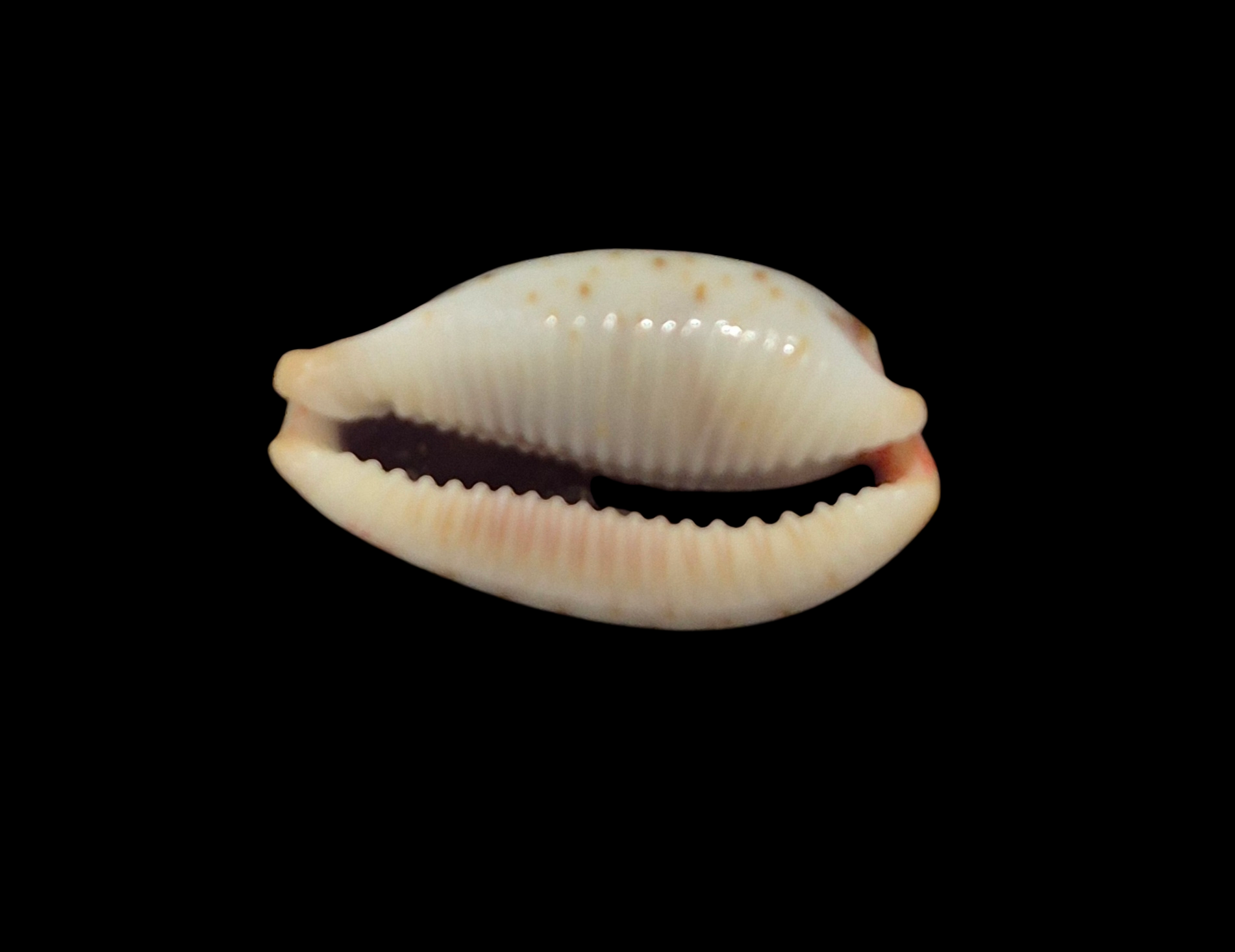 BC377 Bistolida erythraeensis - BIG SIZE - Image 5