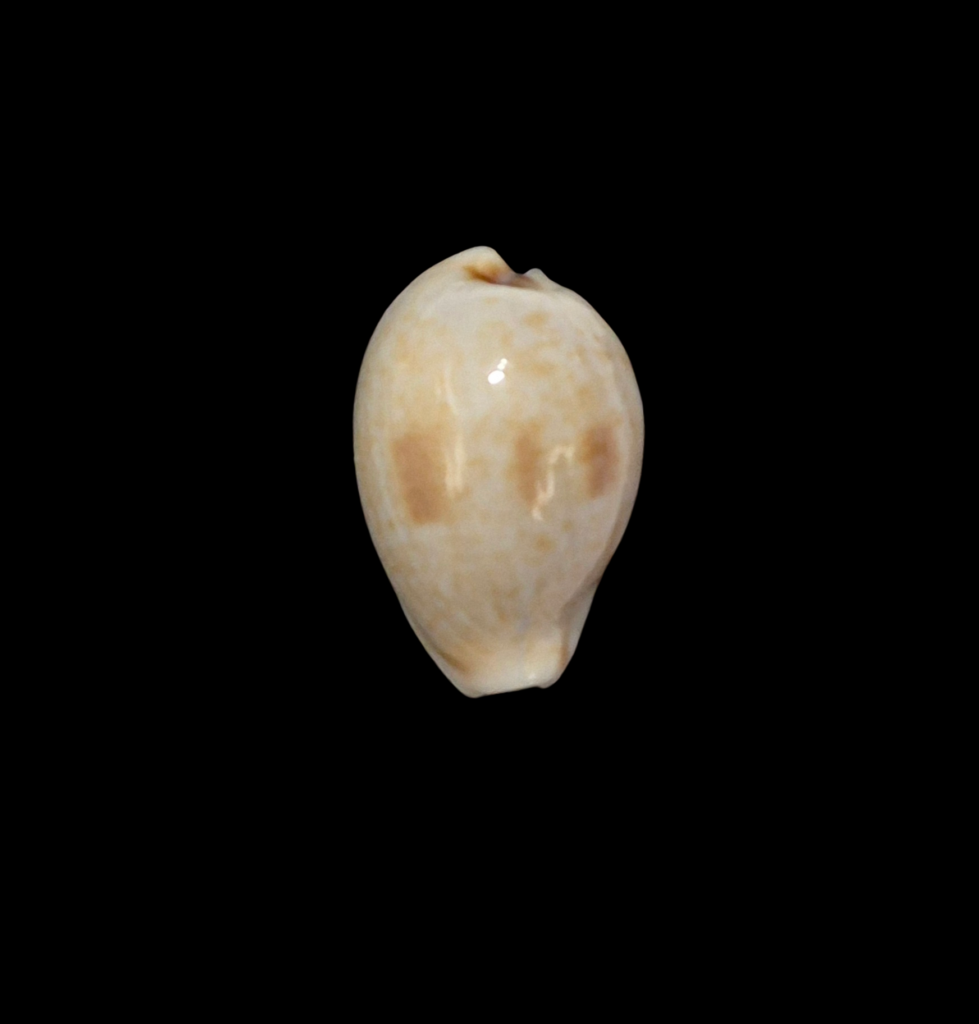 BC321 Cypraea garyi - RARELY OFFERED