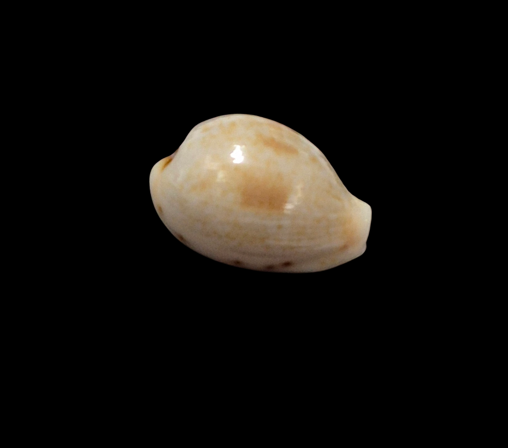 BC321 Cypraea garyi - RARELY OFFERED - Image 2