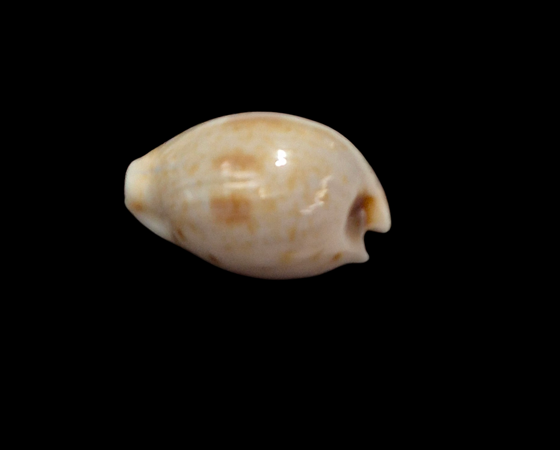 BC321 Cypraea garyi - RARELY OFFERED - Image 3